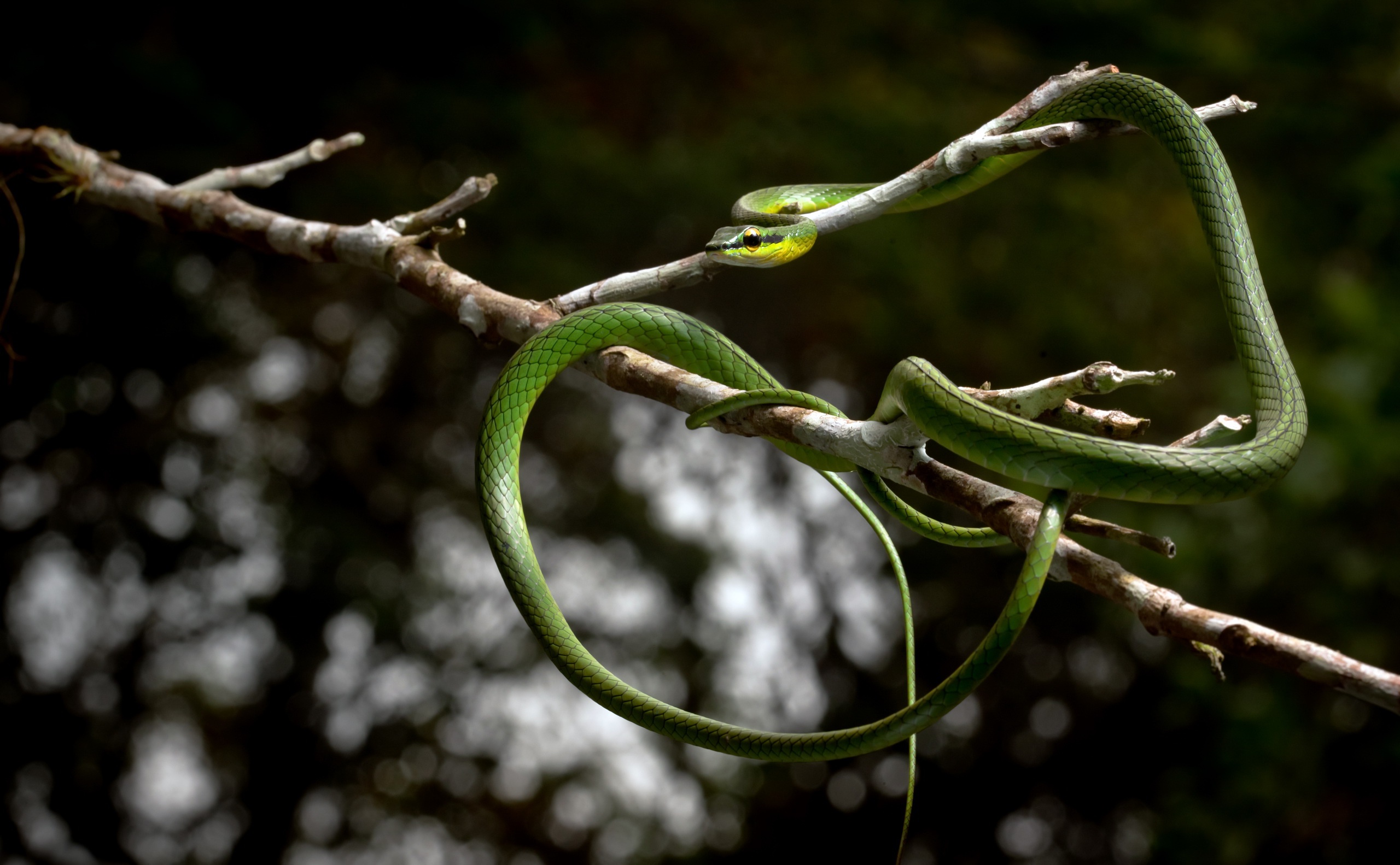 Украшенная змея. Parrot Snake (Leptophis Ahaetulla. Украшенные древесные змеи. Древесный уж. Обыкновенная украшенная змея.