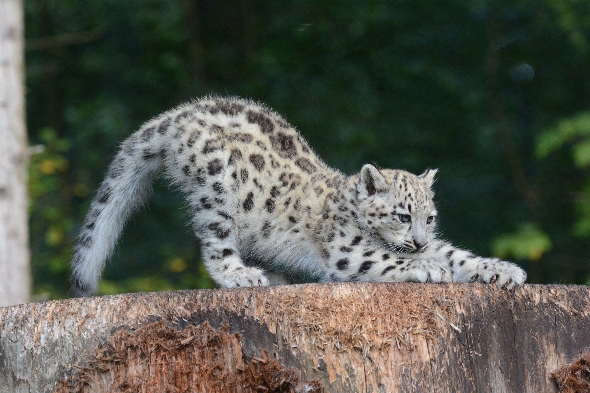 Download mobile wallpaper Stretching, Sipping, Young, Joey, Animals, Predator, Snow Leopard for free.