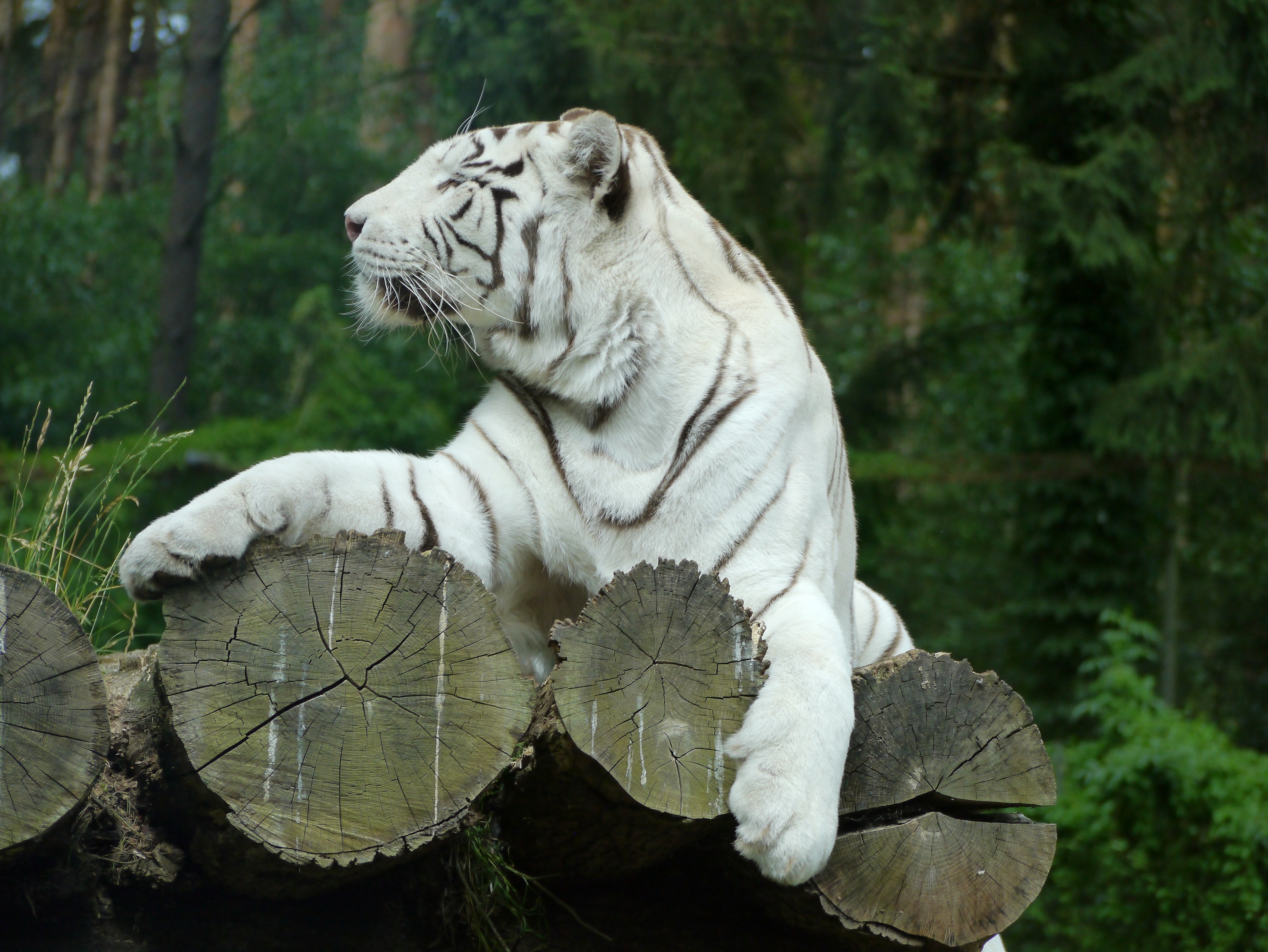animals, predator, white tiger, bengal tiger
