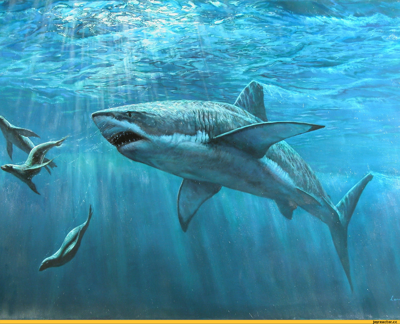 16520 скачать обои акулы, бирюзовые, рыбы, животные, море - заставки и картинки бесплатно