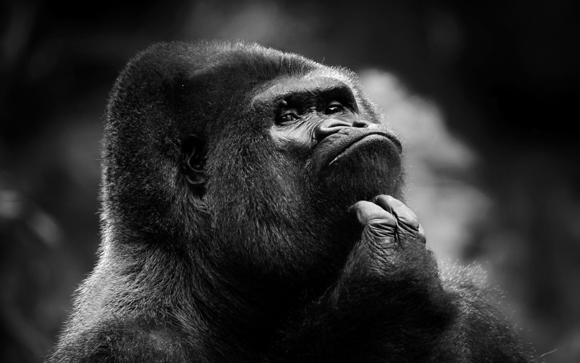 277707 descargar fondo de pantalla monos, animales, gorila: protectores de pantalla e imágenes gratis