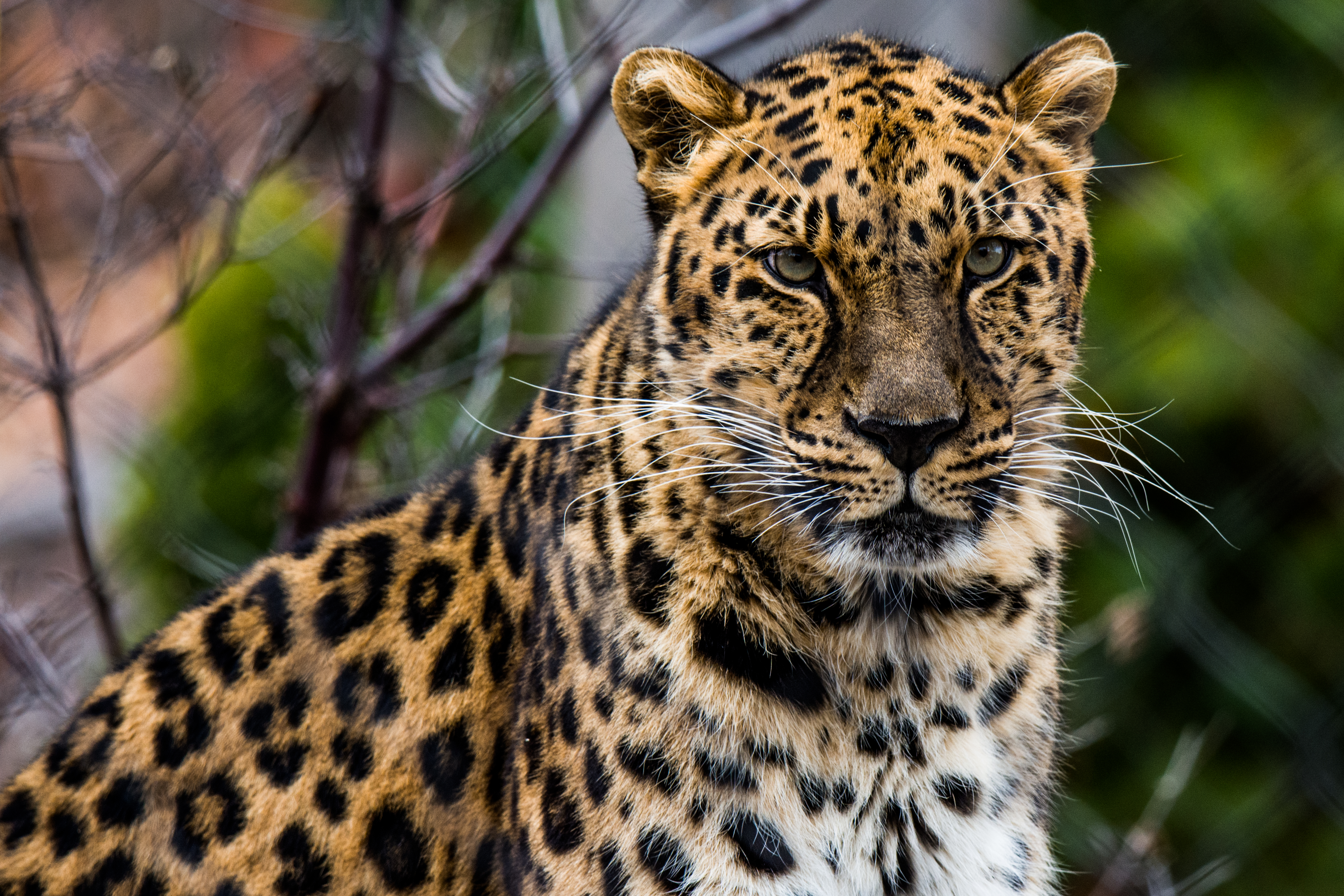 Download mobile wallpaper African Leopard, Animals, Muzzle, Leopard, Predator, Big Cat for free.