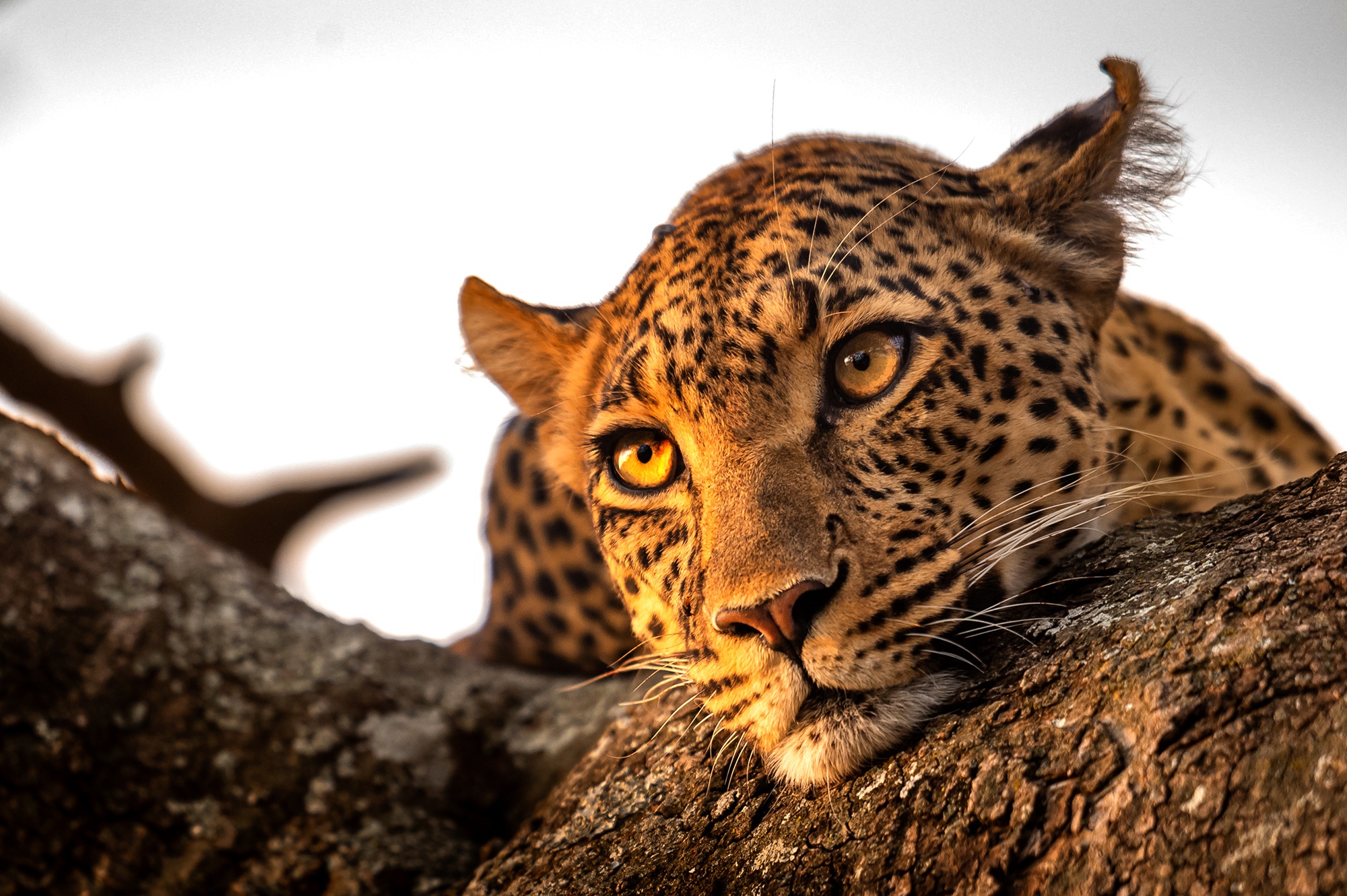 Красивые леопарды на заставку