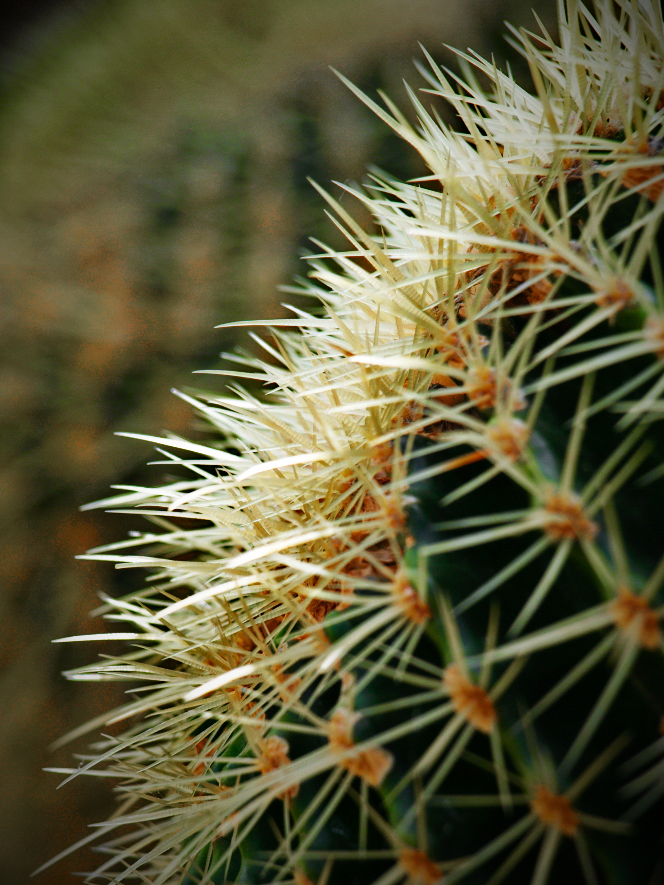 Download mobile wallpaper Prickles, Thorns, Macro, Plant, Cactus for free.