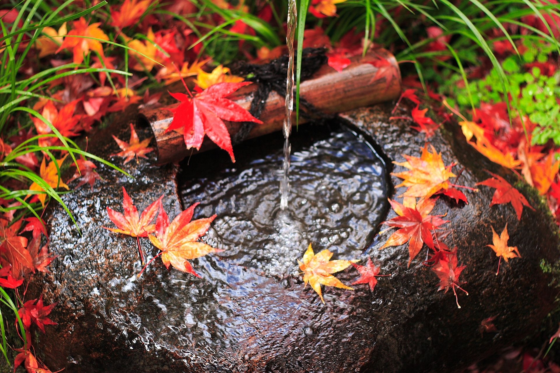 Laden Sie das Herbst, Blätter, Stein, Ein Stein, Natur, Jet, Wasser-Bild kostenlos auf Ihren PC-Desktop herunter