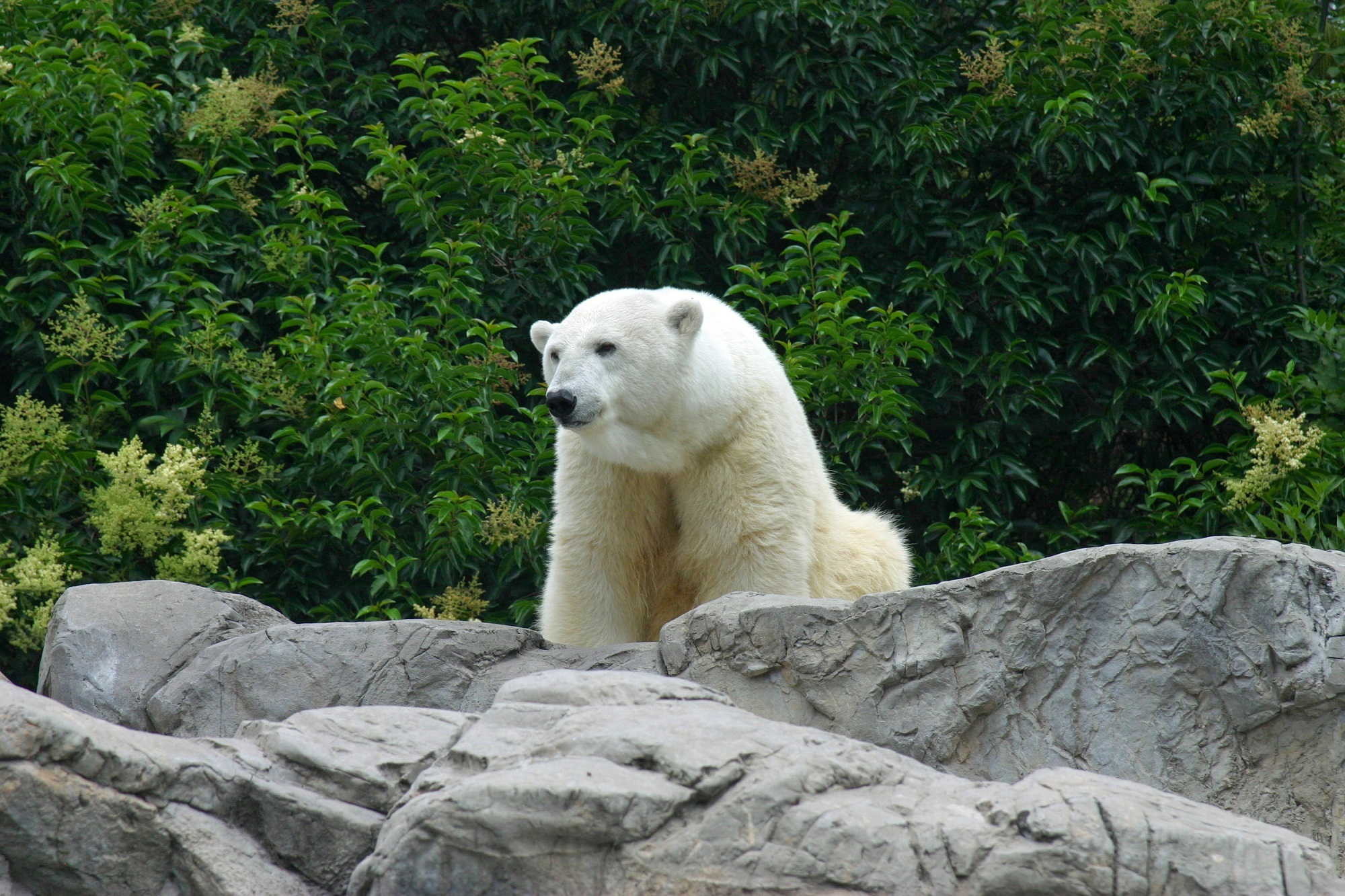 402696 скачать обои зоопарк, животные, полярный медведь, медведи - заставки и картинки бесплатно