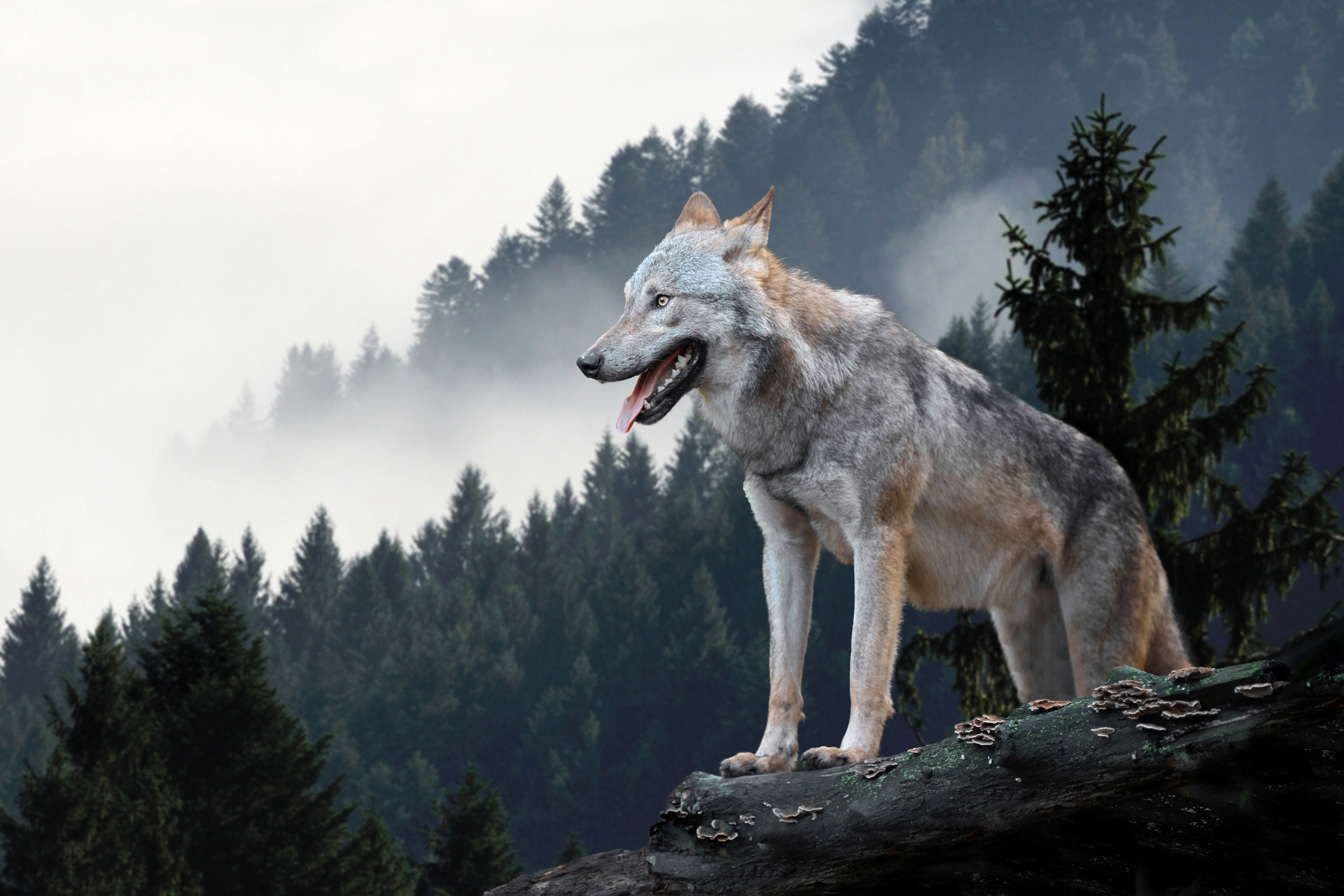 огромный волк картинки