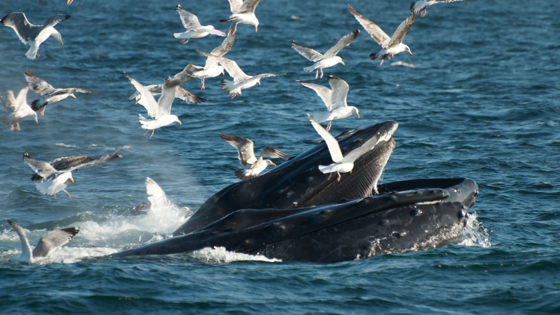 604105 télécharger l'image baleine, animaux - fonds d'écran et économiseurs d'écran gratuits