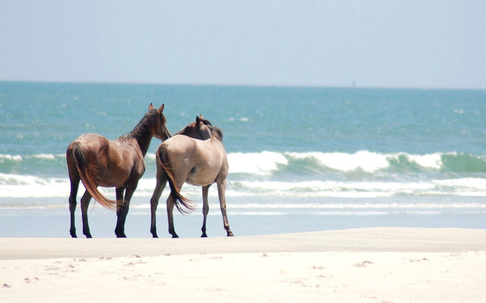 Download mobile wallpaper Shore, Stroll, Animals, Bank, Sand, Sea, Horses for free.