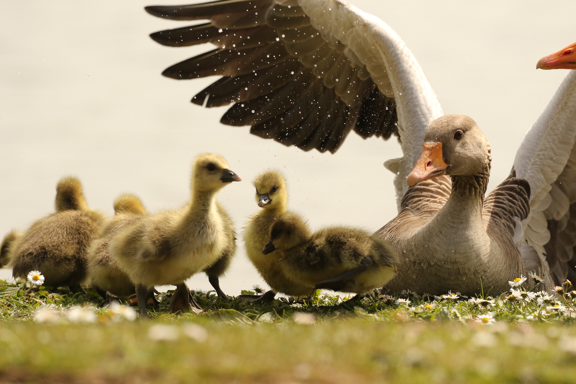 goose, animal, baby animal, bird, chick, birds