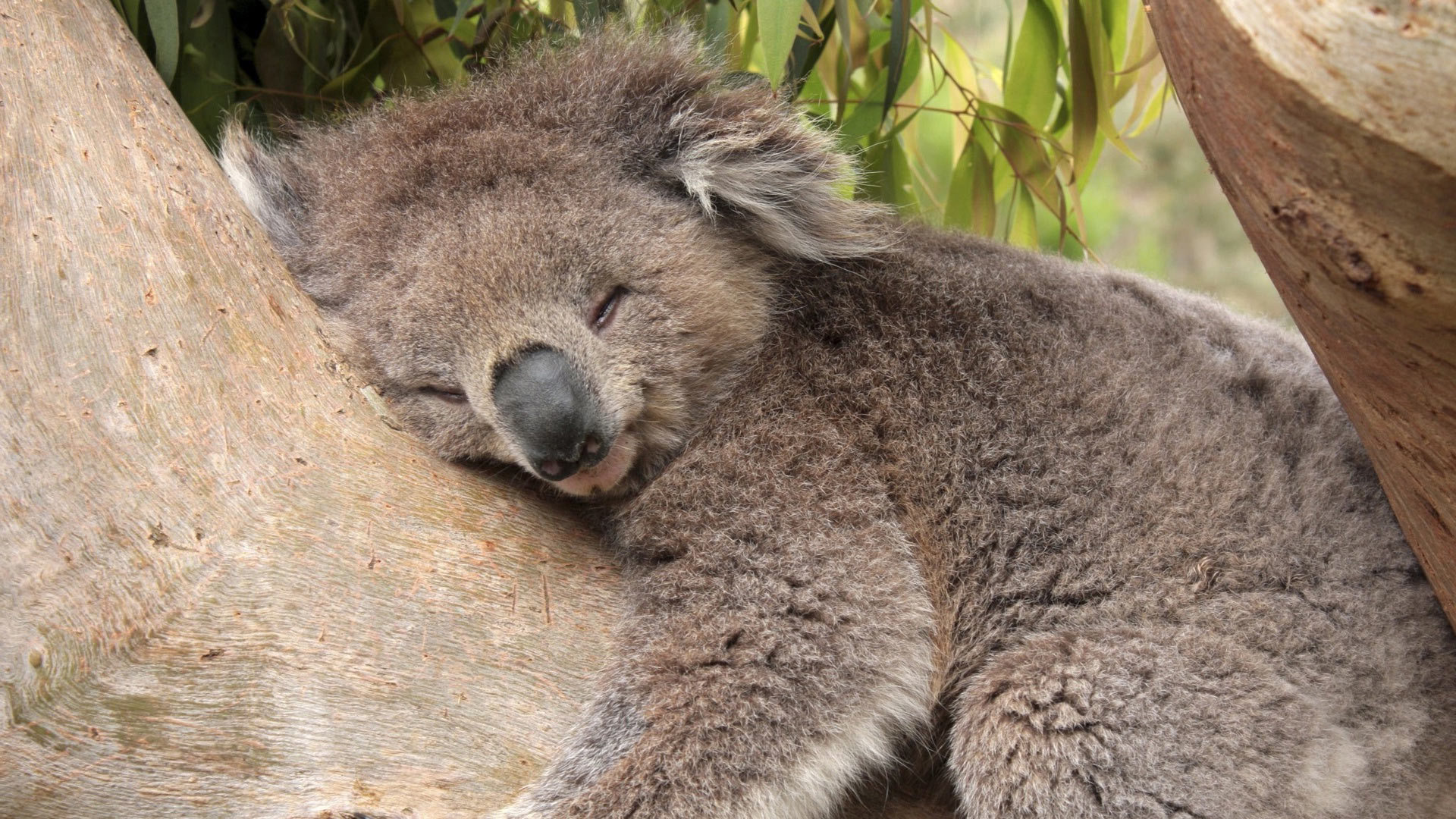 19853 Hintergrundbild herunterladen koalas, tiere, orange - Bildschirmschoner und Bilder kostenlos