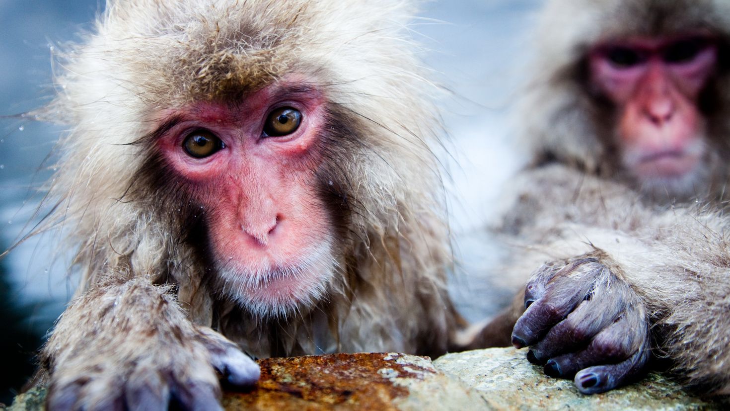 Макаки шимпанзе. Японский макак National Geographic. Макакий макакиевич. Обезьяны макаки. Северные обезьяны.