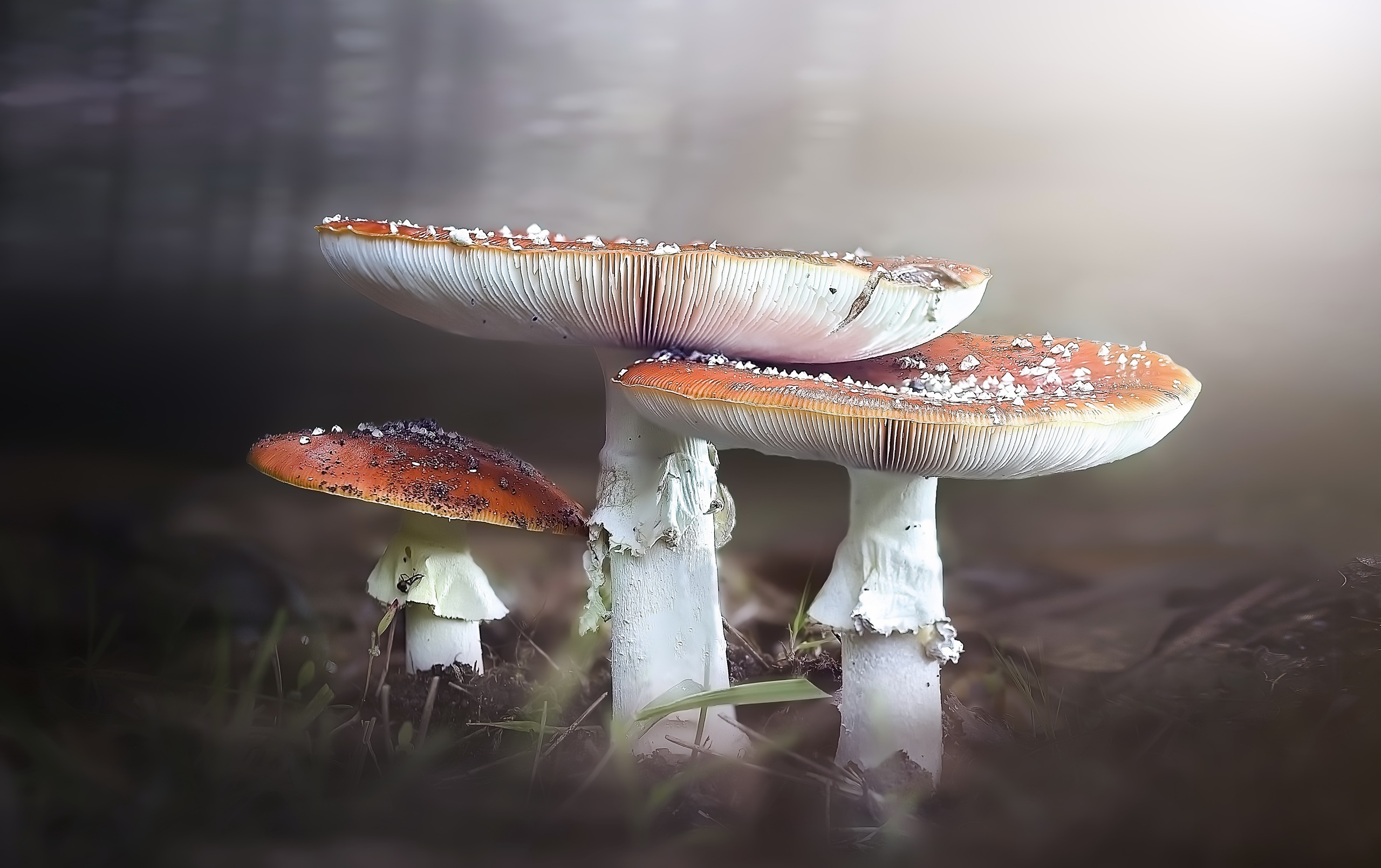 Белые грибы ниточки