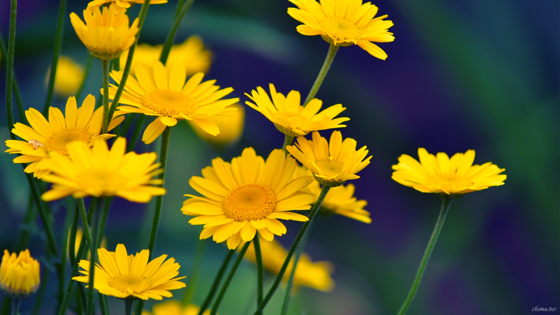 Желтые цветы летом