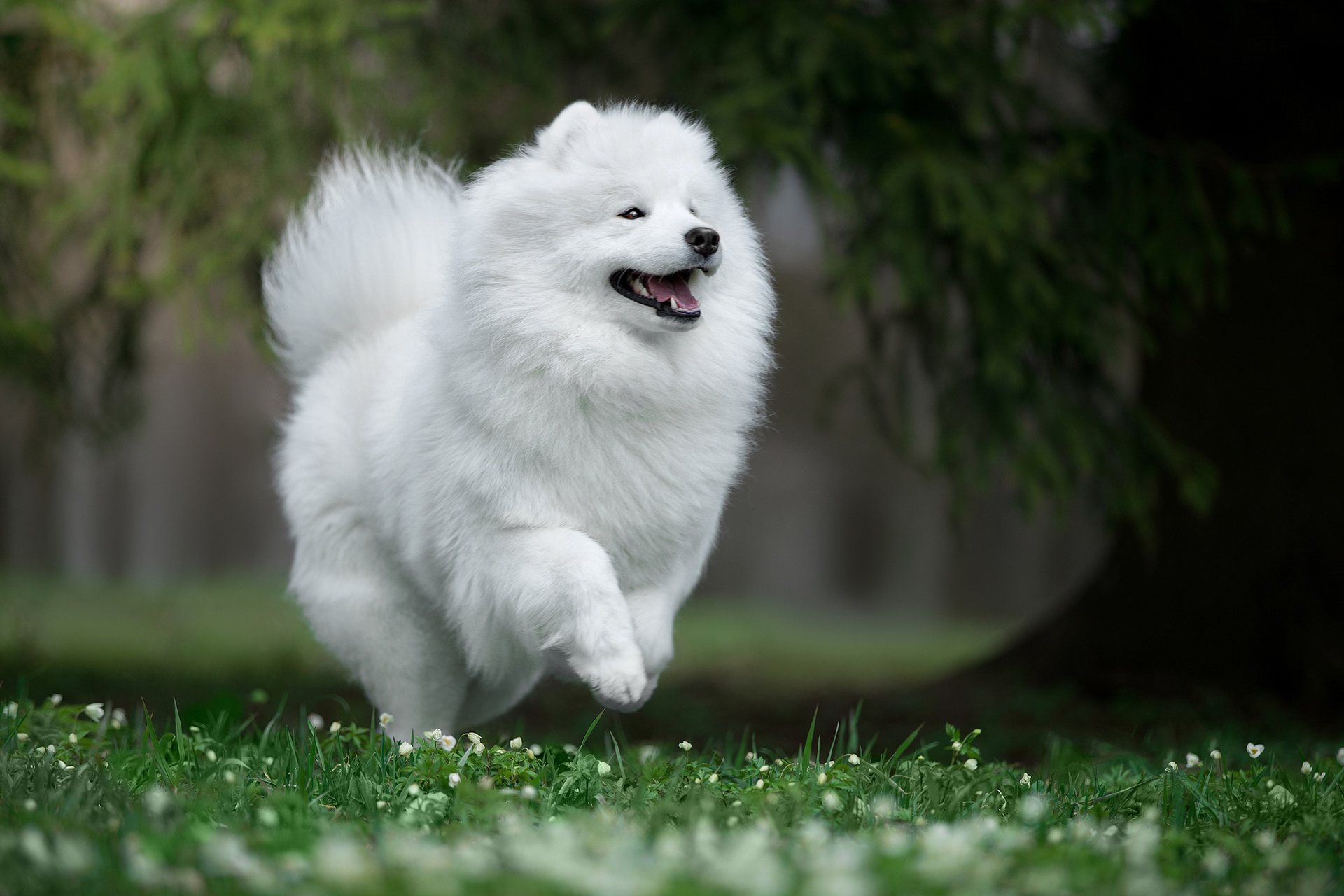 431009 descargar imagen animales, samoyedo, perro, perros: fondos de pantalla y protectores de pantalla gratis