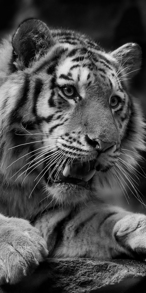 Закачать ее на телефон. Белый тигр. Тигр на заставку. Тигр черно белый. Морда тигра.