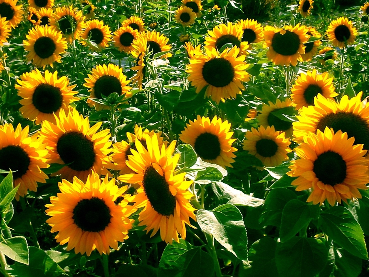 8182 Hintergrundbild herunterladen sonnenblumen, blumen, hintergrund, pflanzen - Bildschirmschoner und Bilder kostenlos