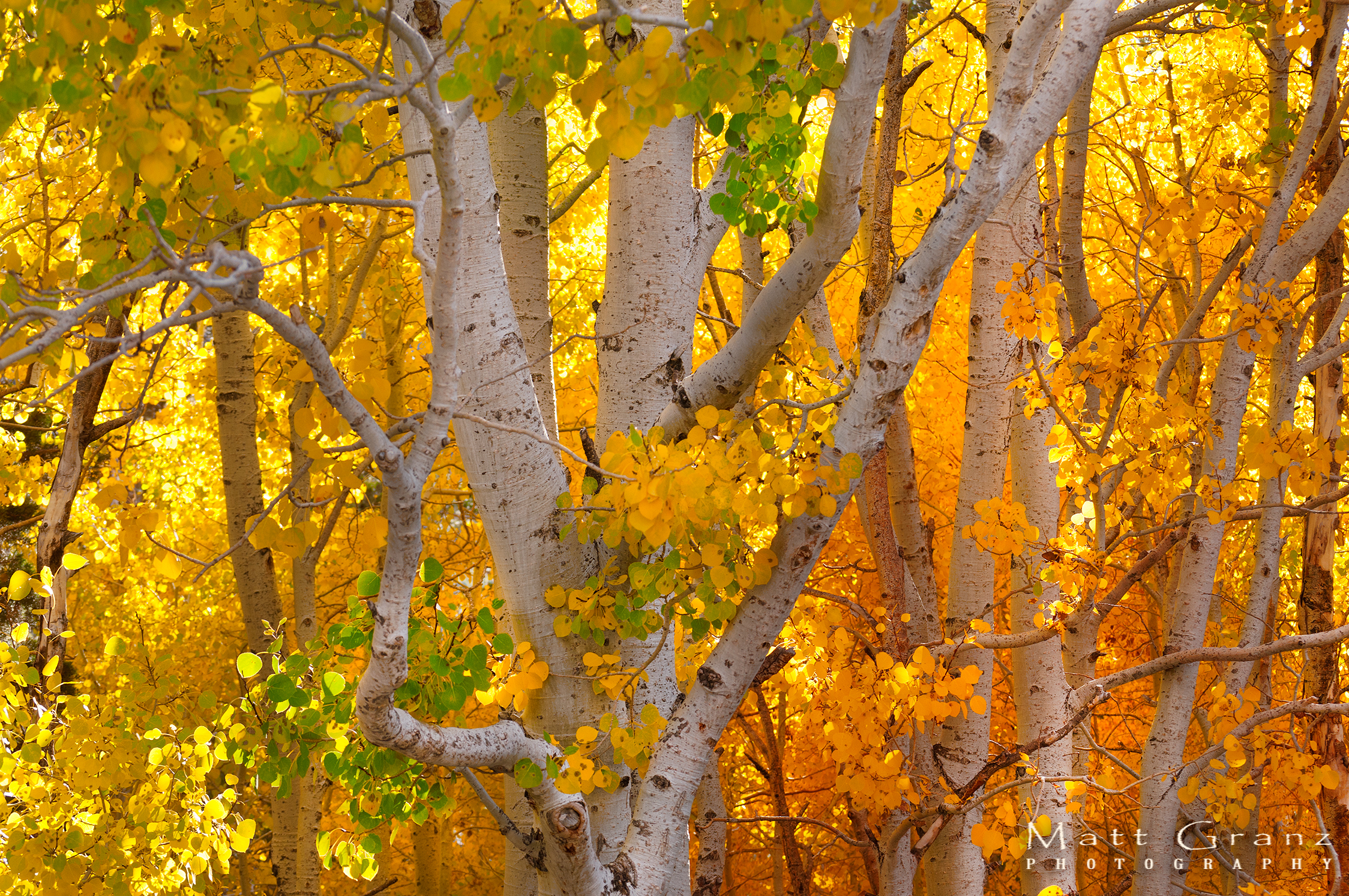 earth, fall, birch, colors, forest, leaf, tree