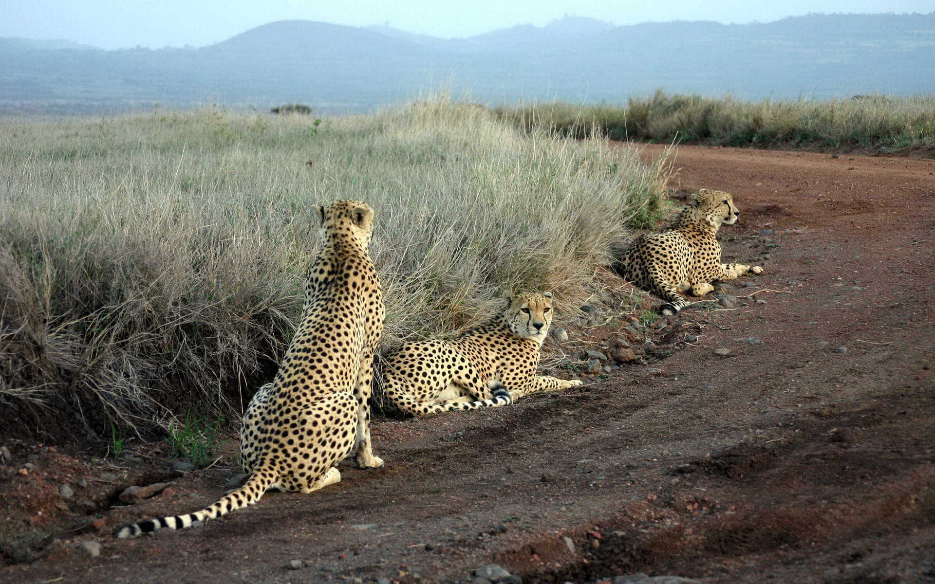Download mobile wallpaper Animals, Cheetah for free.