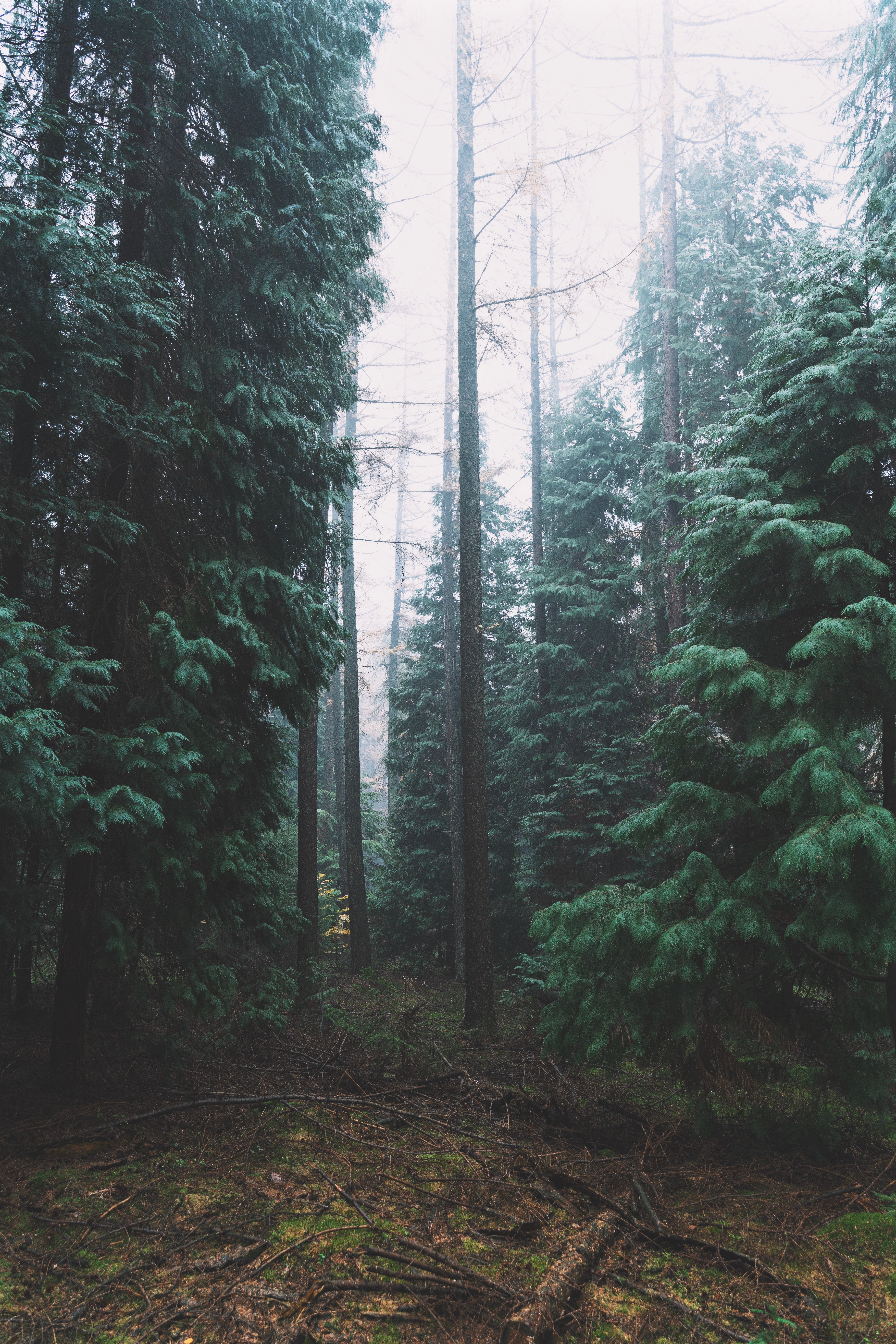 Download mobile wallpaper Coniferous, Forest, Fog, Trees, Nature for free.