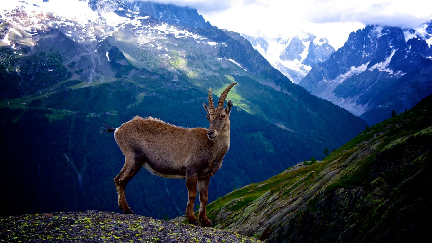 Mountain animals. Тянь-Шанский горный козёл. Высокогорная Альпийская коза. Тебердинский заповедник горный козел. Горная коза Тоскана.