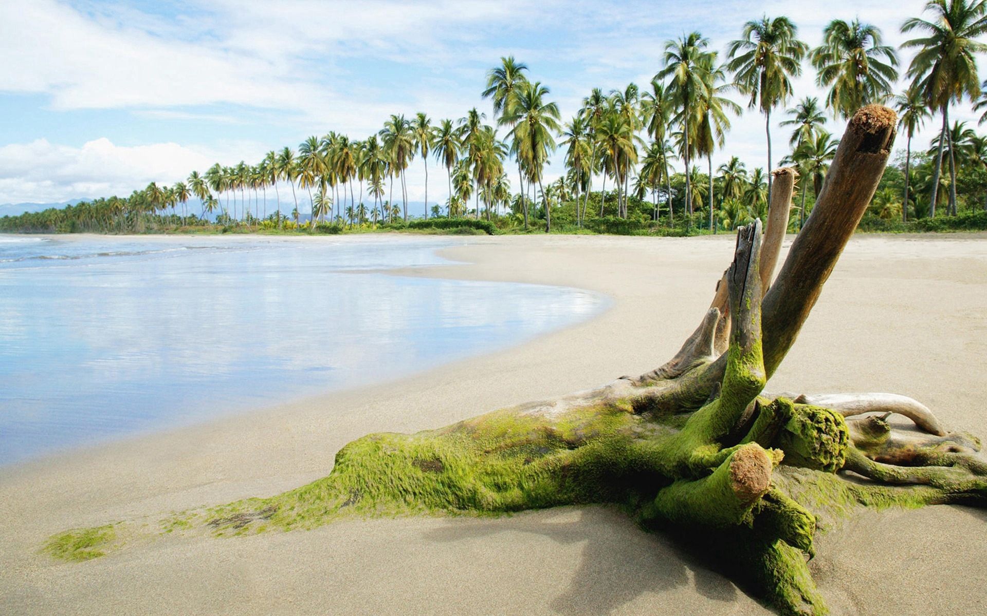 Laden Sie das Natur, Sand, Palms, Moos, Moss, Stumpf, Sea, Strand-Bild kostenlos auf Ihren PC-Desktop herunter