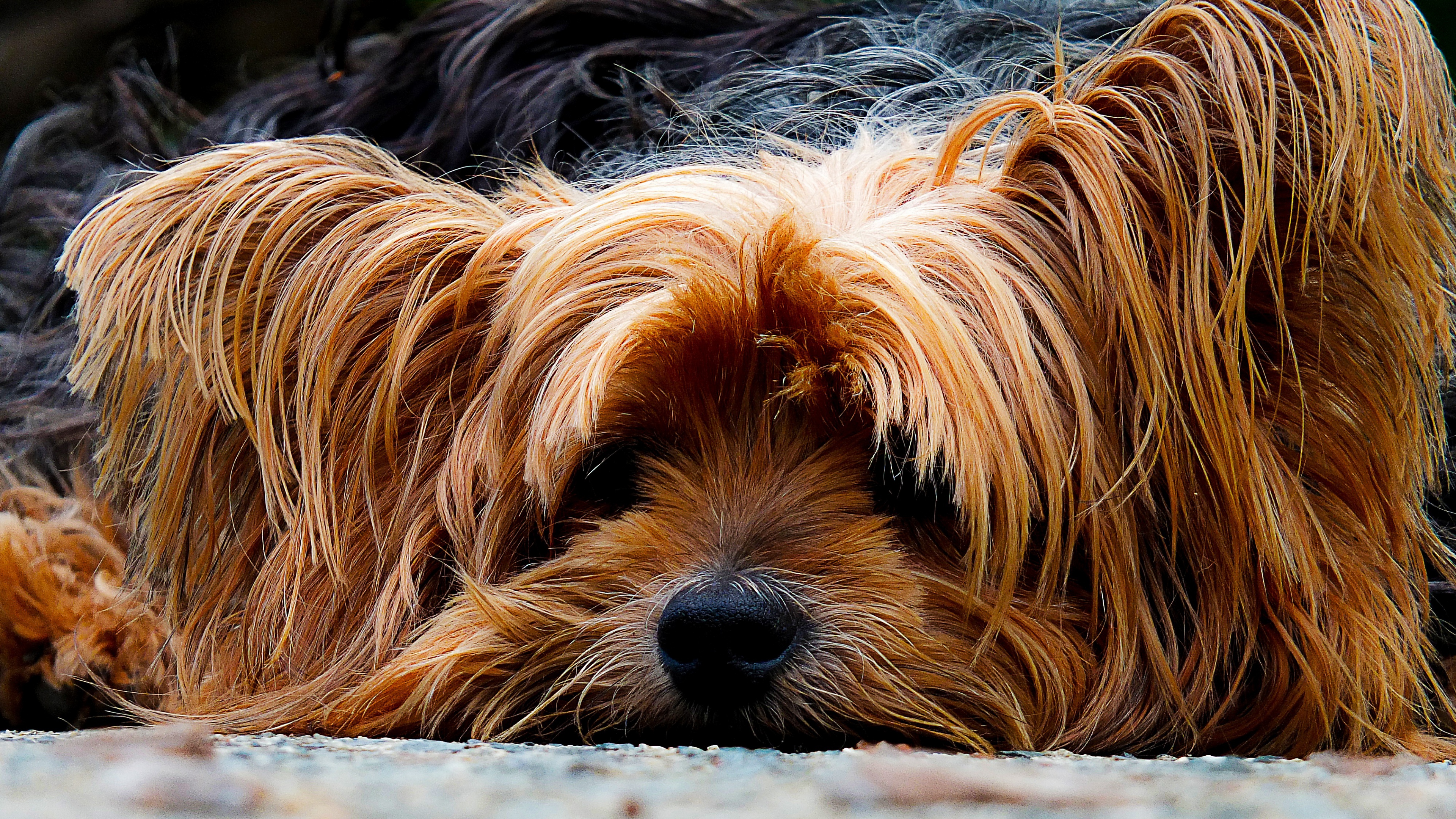  Yorkshire Terrier Cellphone FHD pic