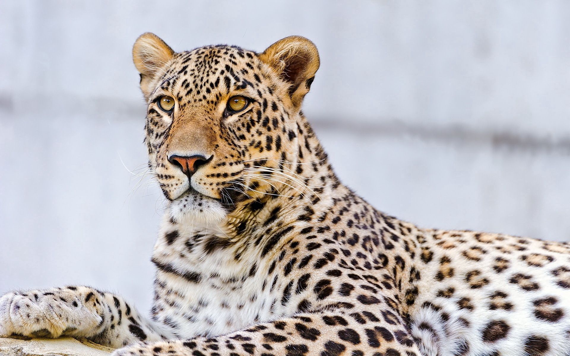 leopard, animals, to lie down, lie, muzzle, predator High Definition image