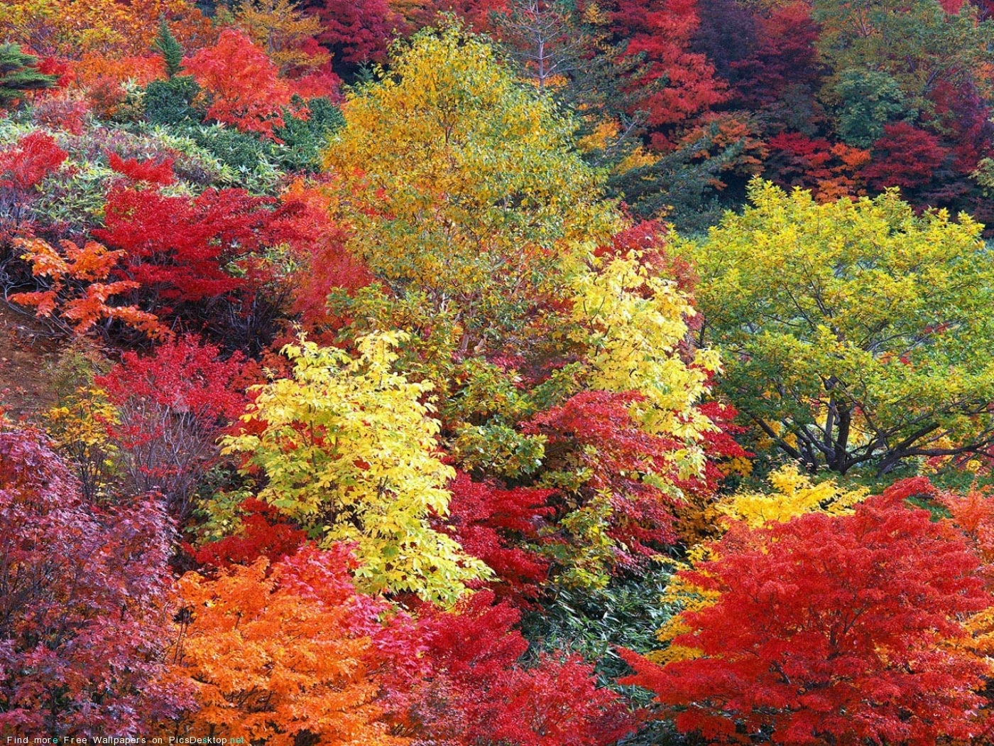 免费下载景观, 树, 秋手机壁纸。