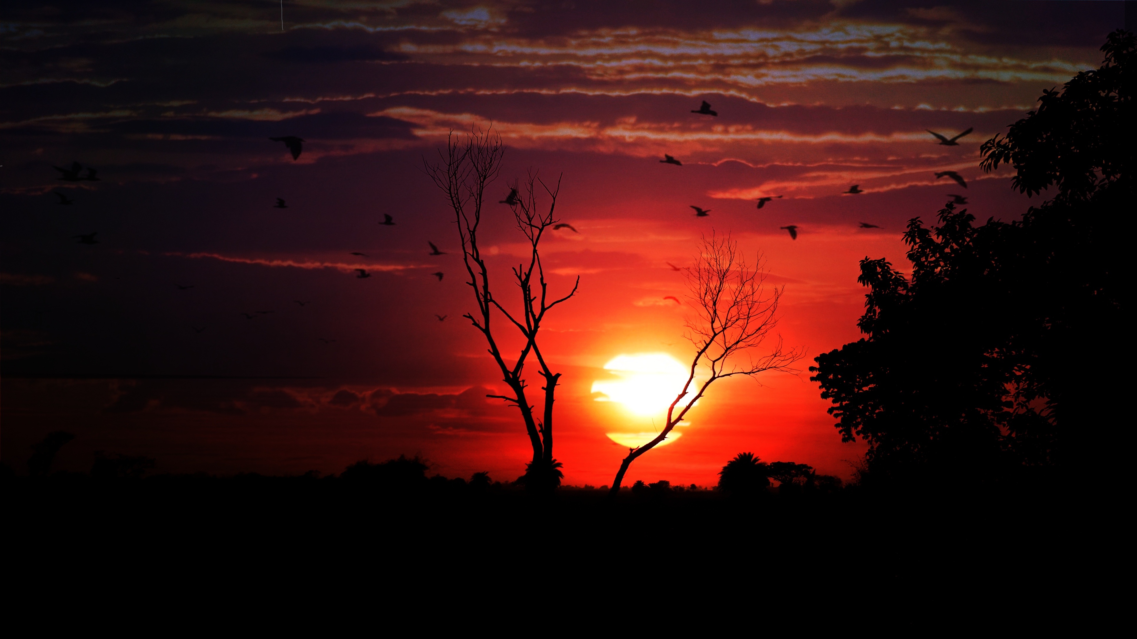 birds, sunset, sky, dark, wood, tree