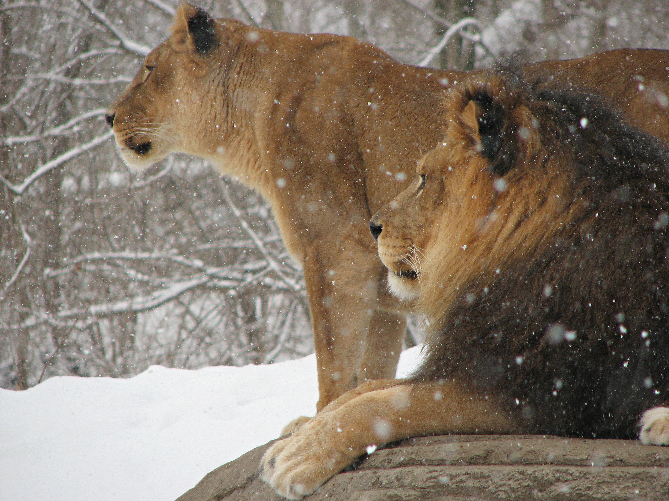 Лев в следующем году. Лев. Львица в снегу. Лев в снегу. Лев и львица.