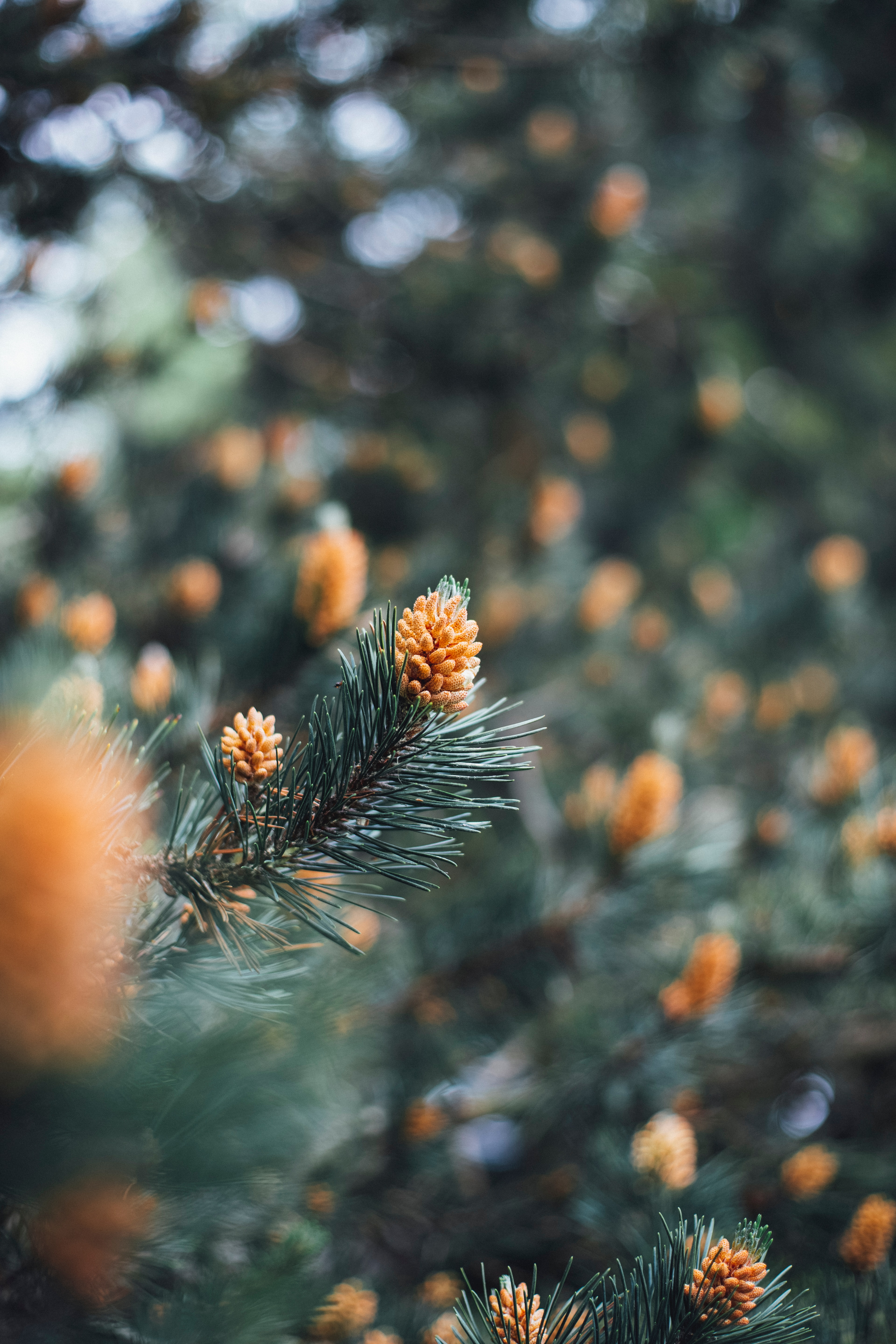 cones, macro, branch, spruce, fir, needles images