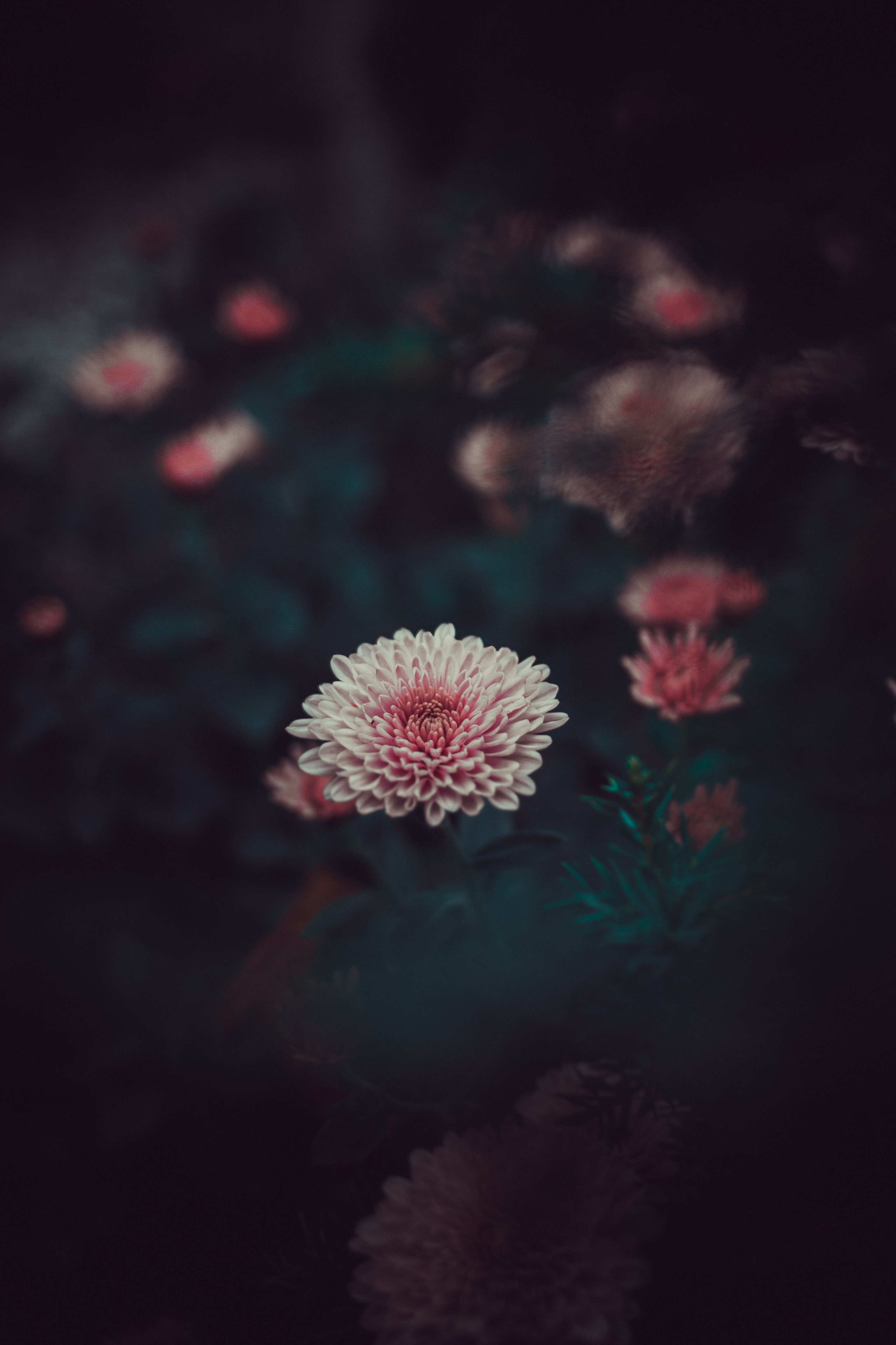 dahlia, smooth, flower, flowers, bud, pink, petals, blur HD wallpaper