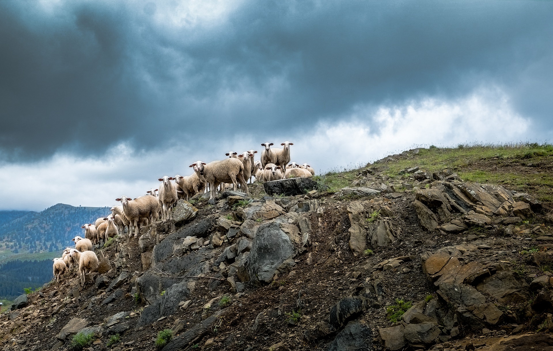 animal, sheep, hill, livestock Image for desktop