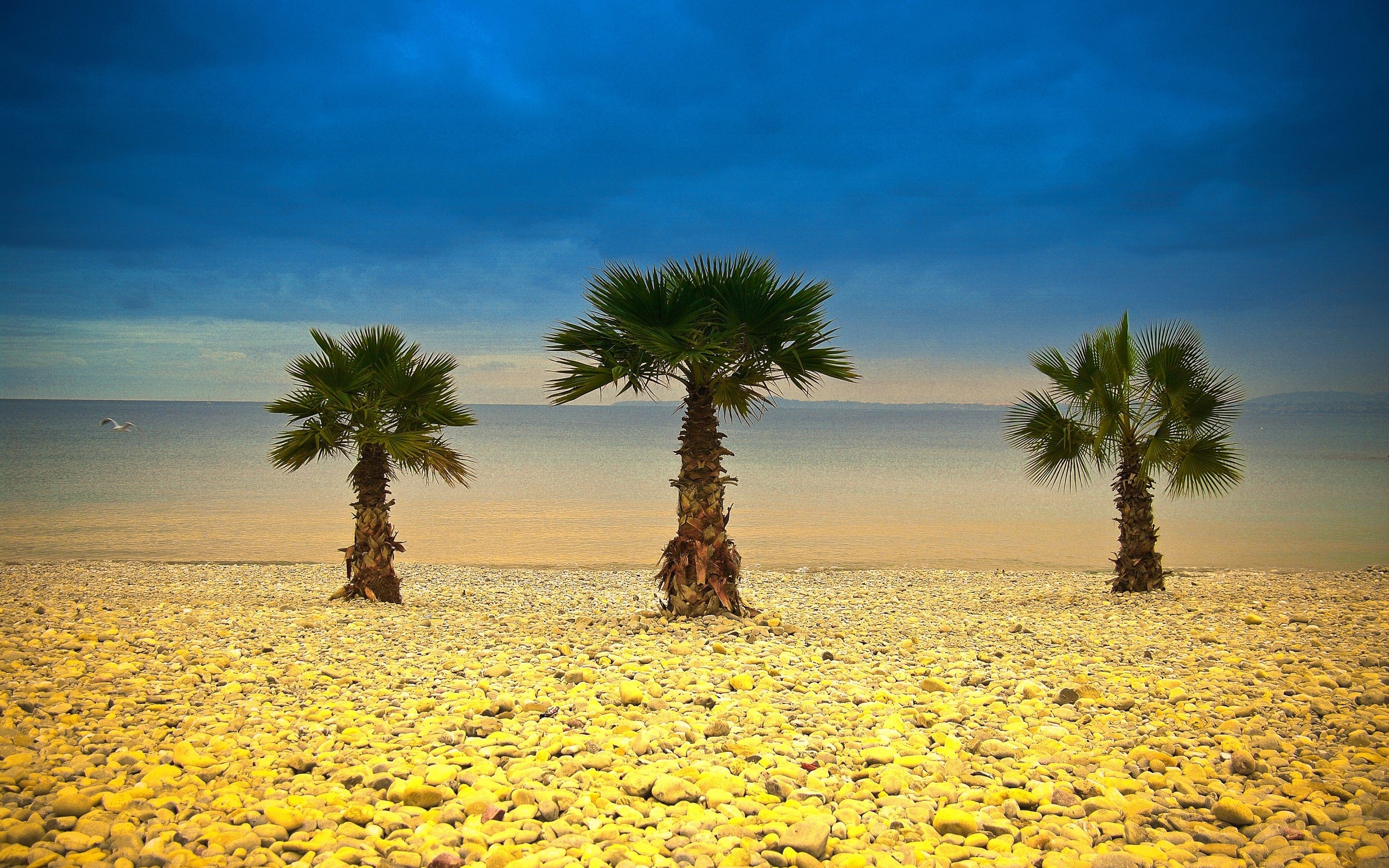 Пальмы в пустыне