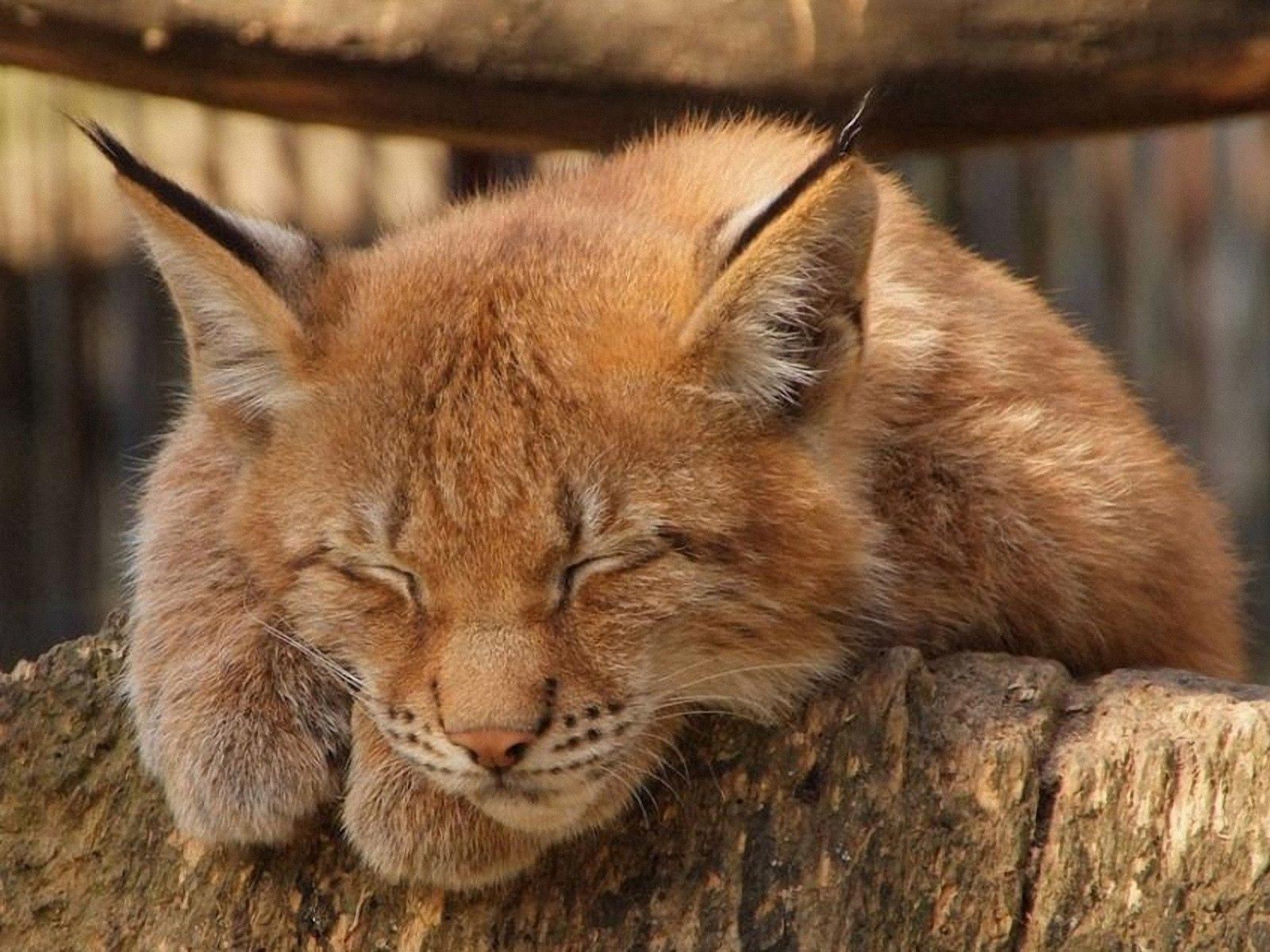 animals, relaxation, rest, sleep, dream, wild cat, wildcat, caracal 1080p