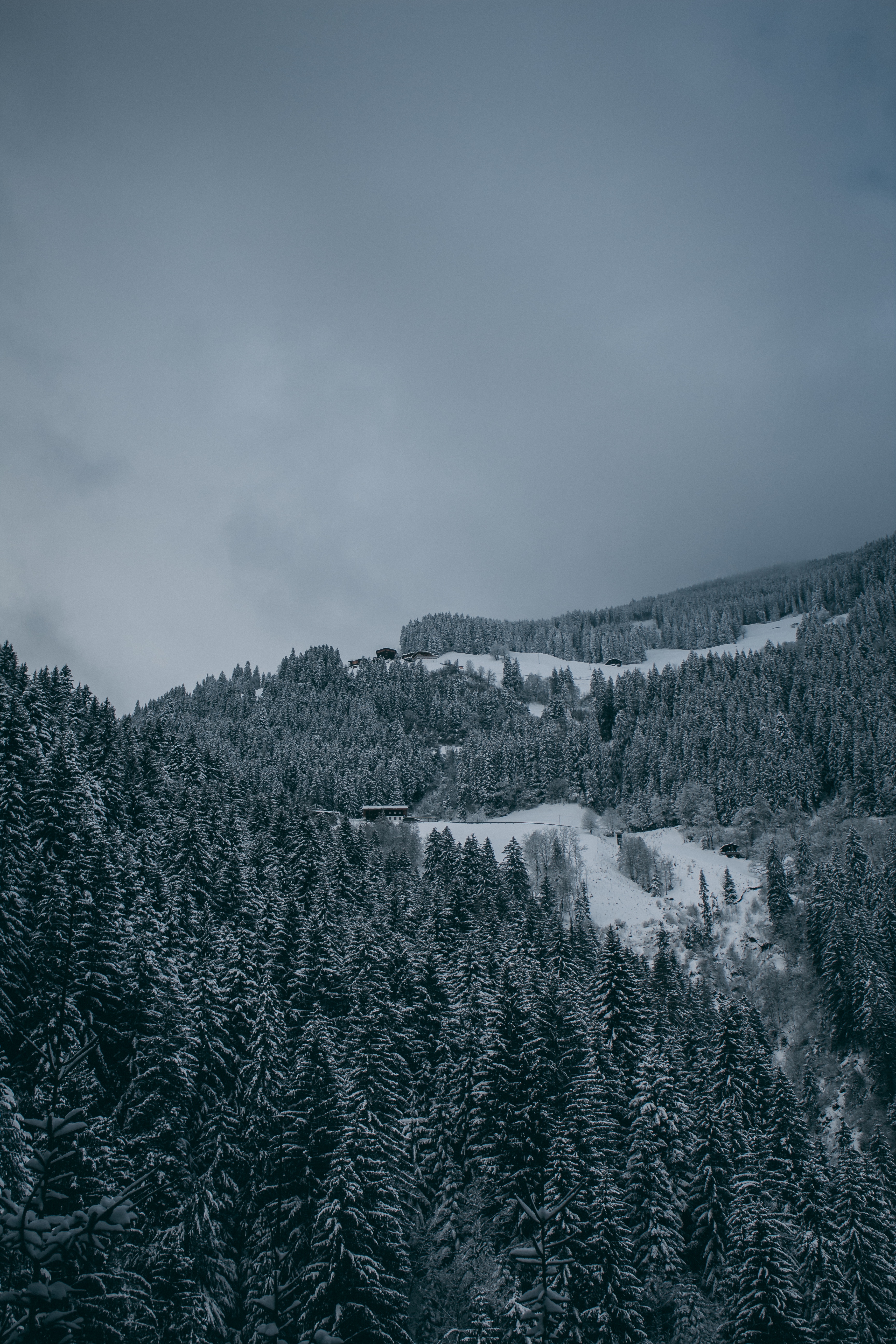 155720 免費下載壁紙 冬天, 性质, 树, 雪, 从上面看, 顶视图, 森林, 雪覆盖, 白雪覆盖 屏保和圖片