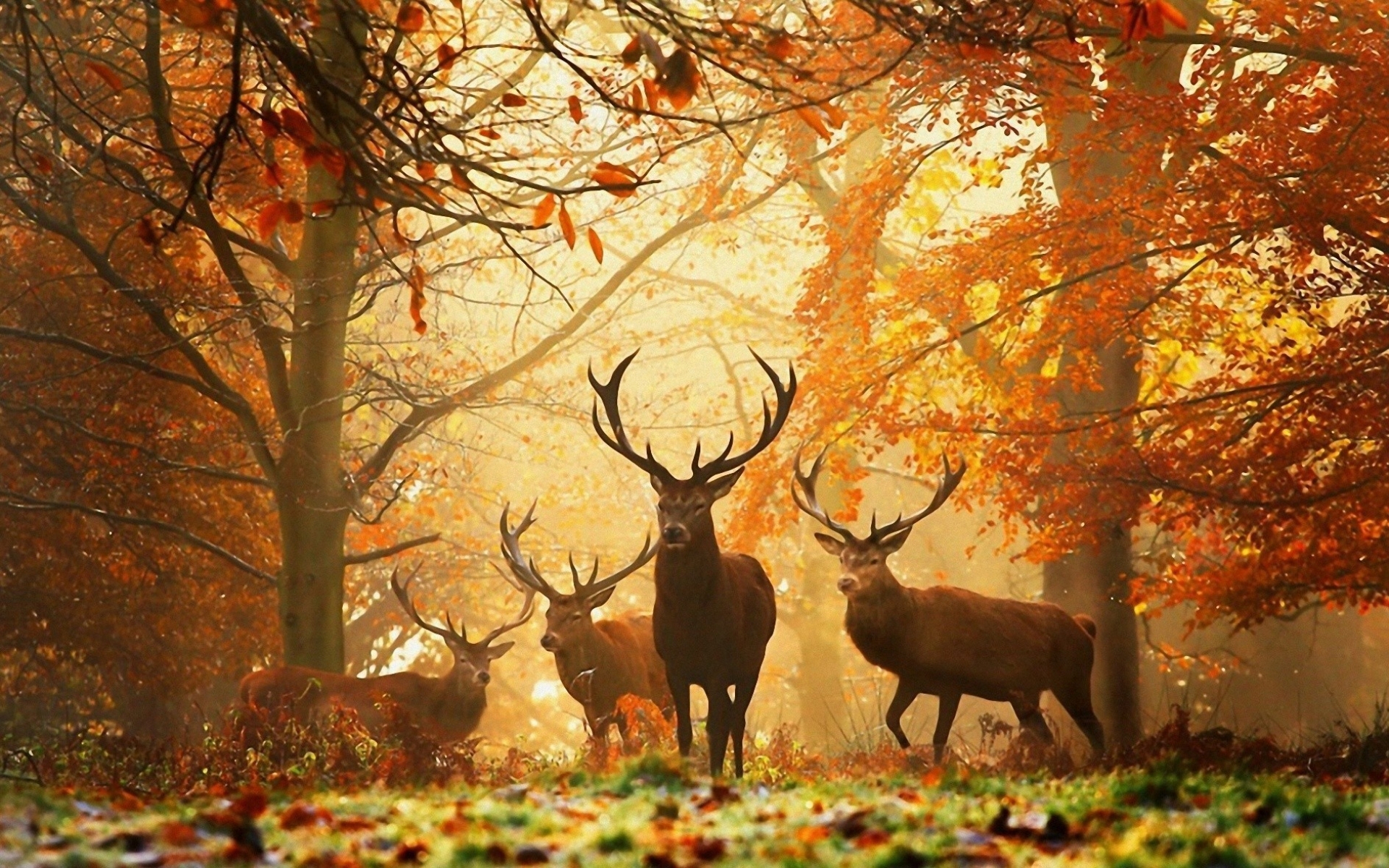 animals, deers, yellow wallpaper for mobile