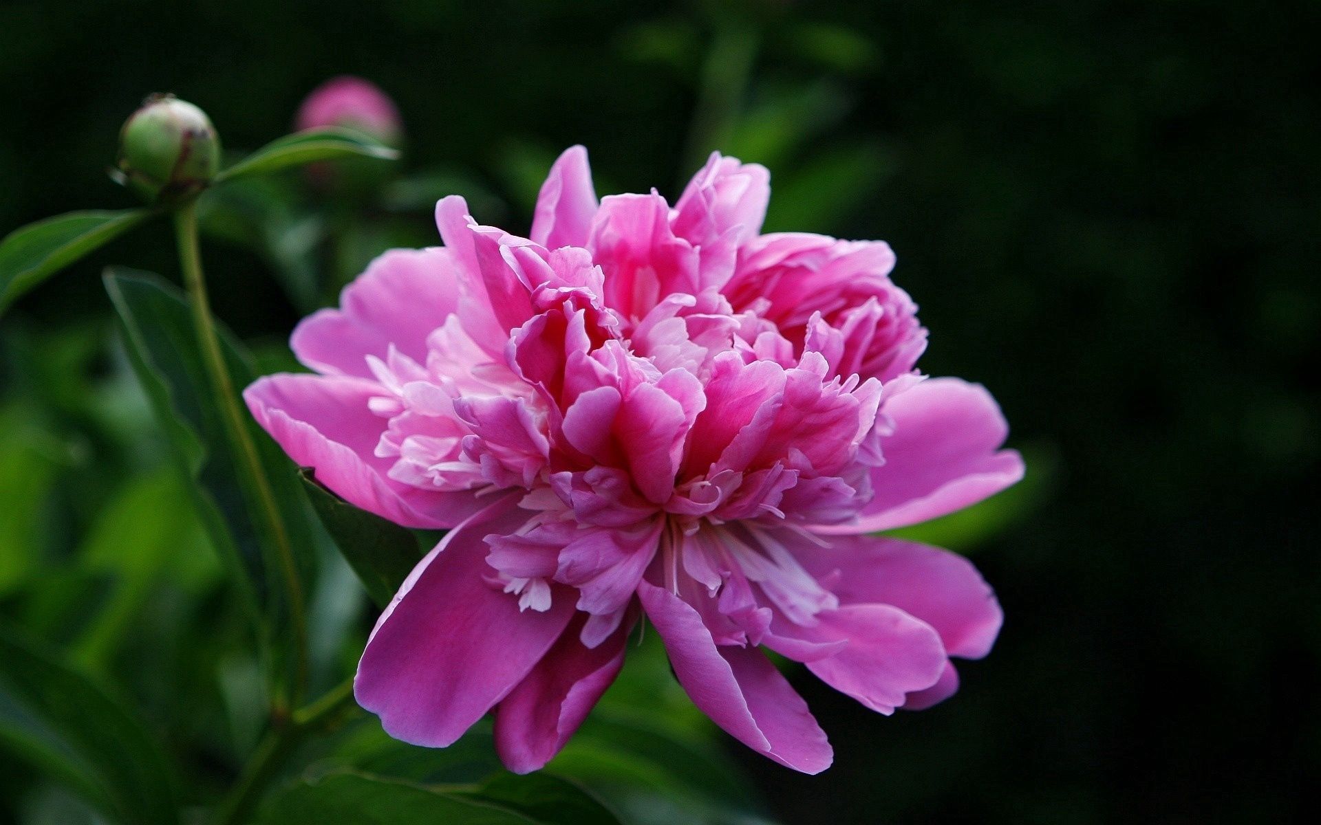 Laden Sie das Rosa, Pion, Blumen, Nahaufnahme, Nahansicht, Blätter, Blume, Pfingstrose-Bild kostenlos auf Ihren PC-Desktop herunter