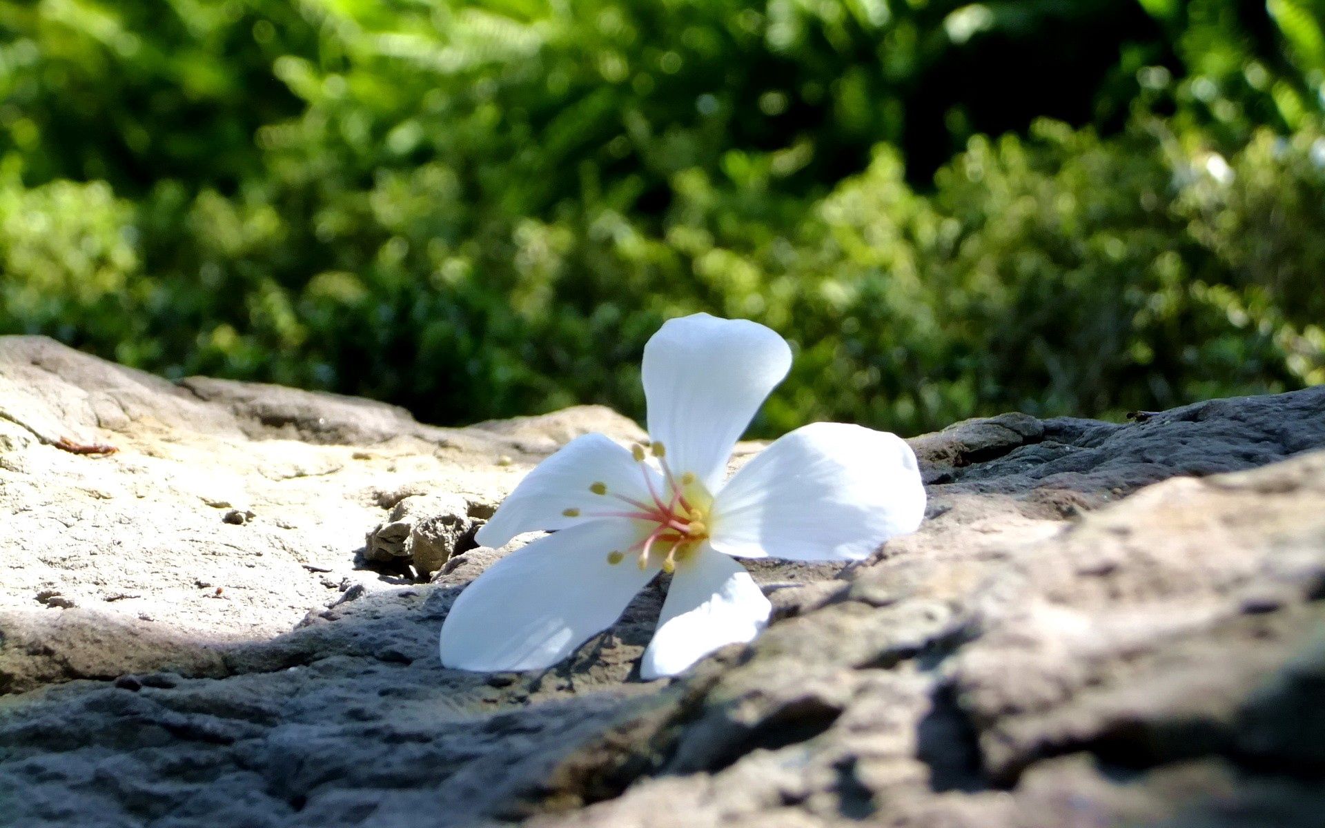 Petal stone. Цветы растущие на камнях. Одинокий цветок. Белые цветы на камнях. Белый камень и растения.