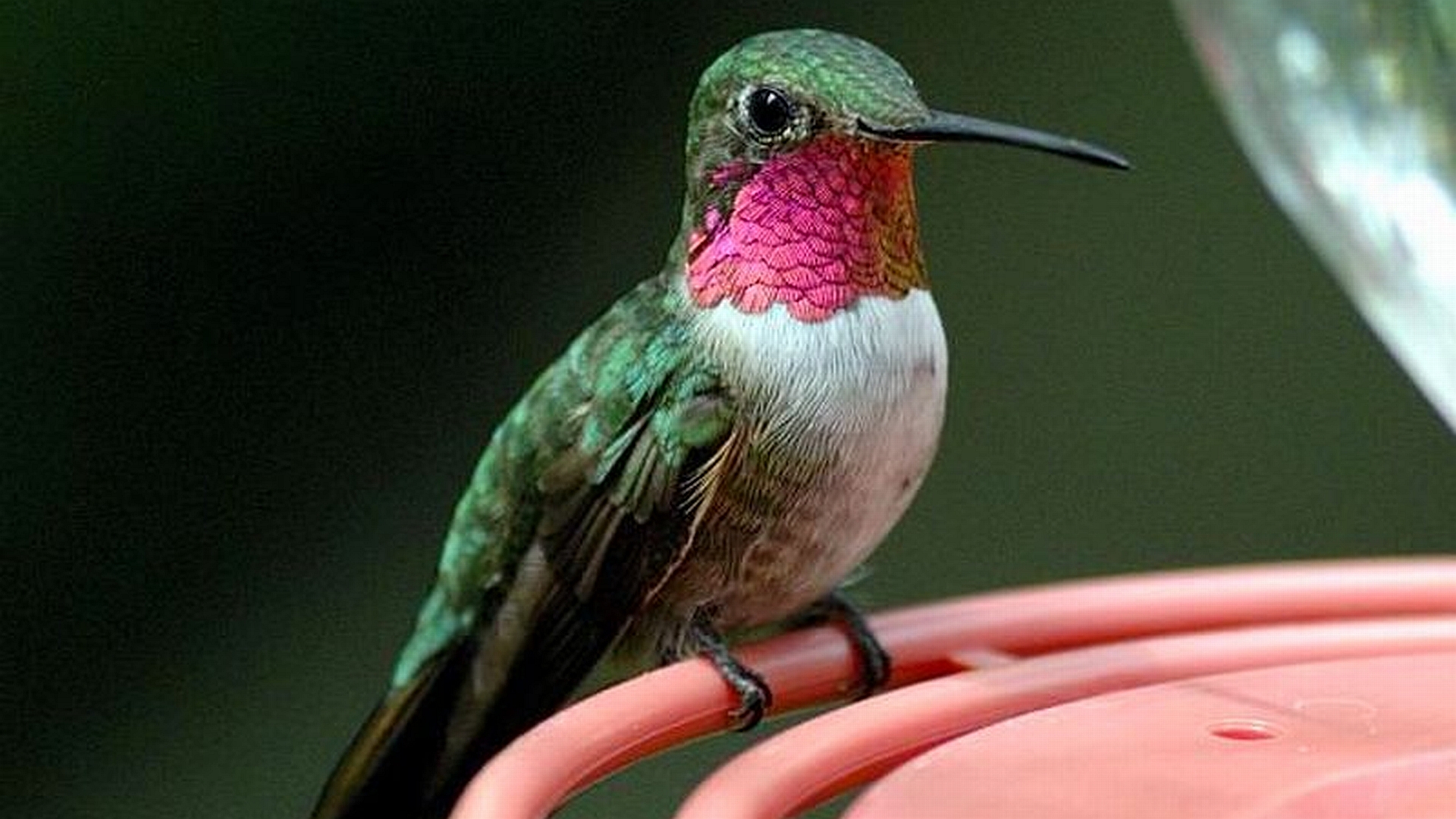 hummingbird, animal, bird, birds
