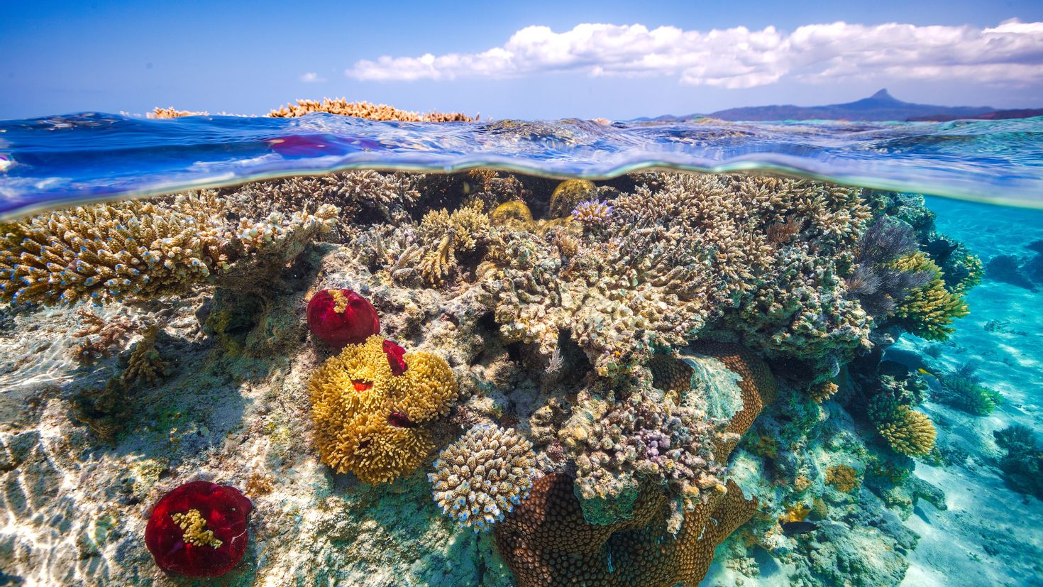 Коралловый риф отзывы. Остров риф (Reef Island). Коралловый Барьерный риф. Коралловые рифы Тихого океана. Остров Занзибар коралловые рифы.