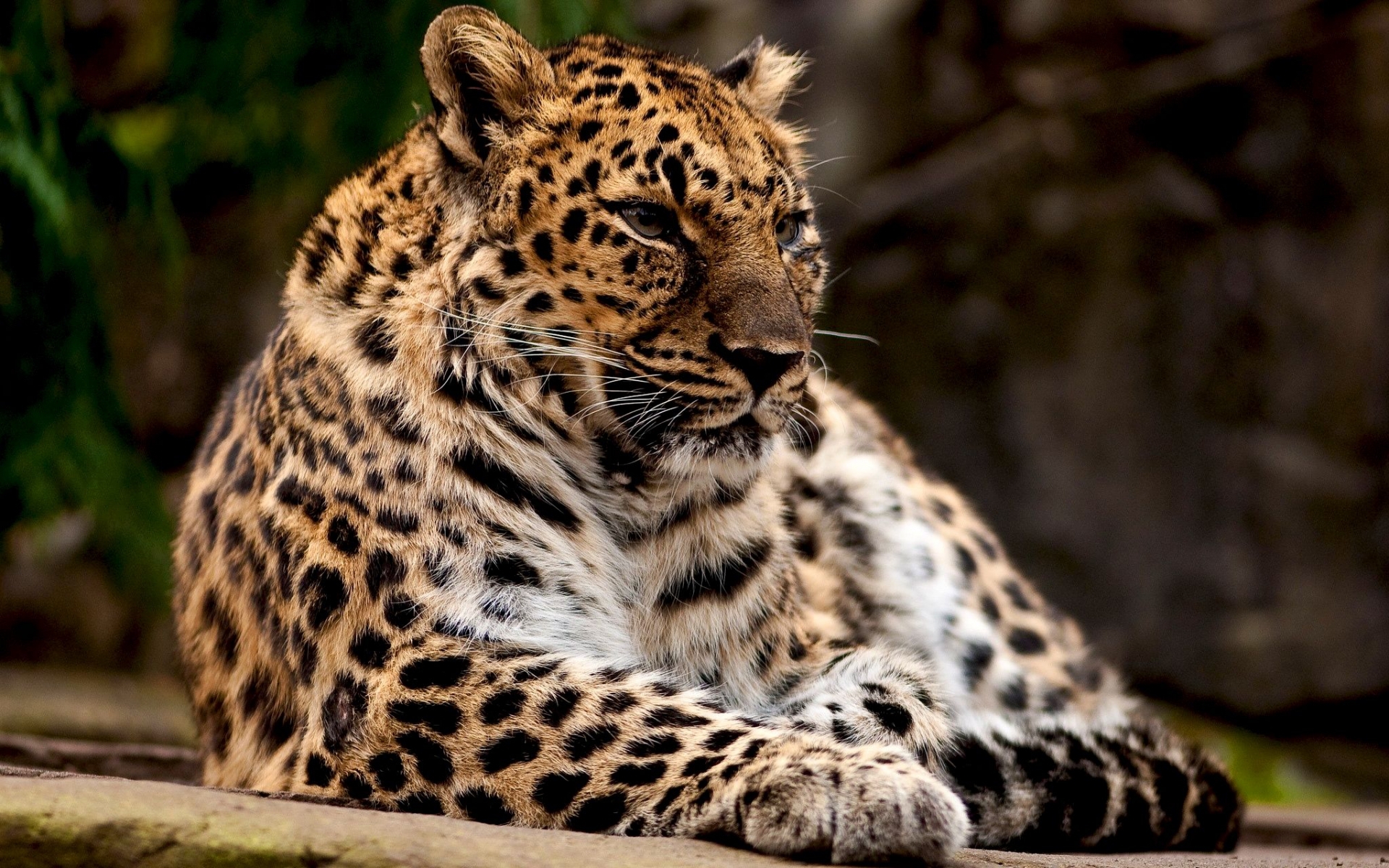 35781 скачать обои леопарды, животные, оранжевые - заставки и картинки бесплатно