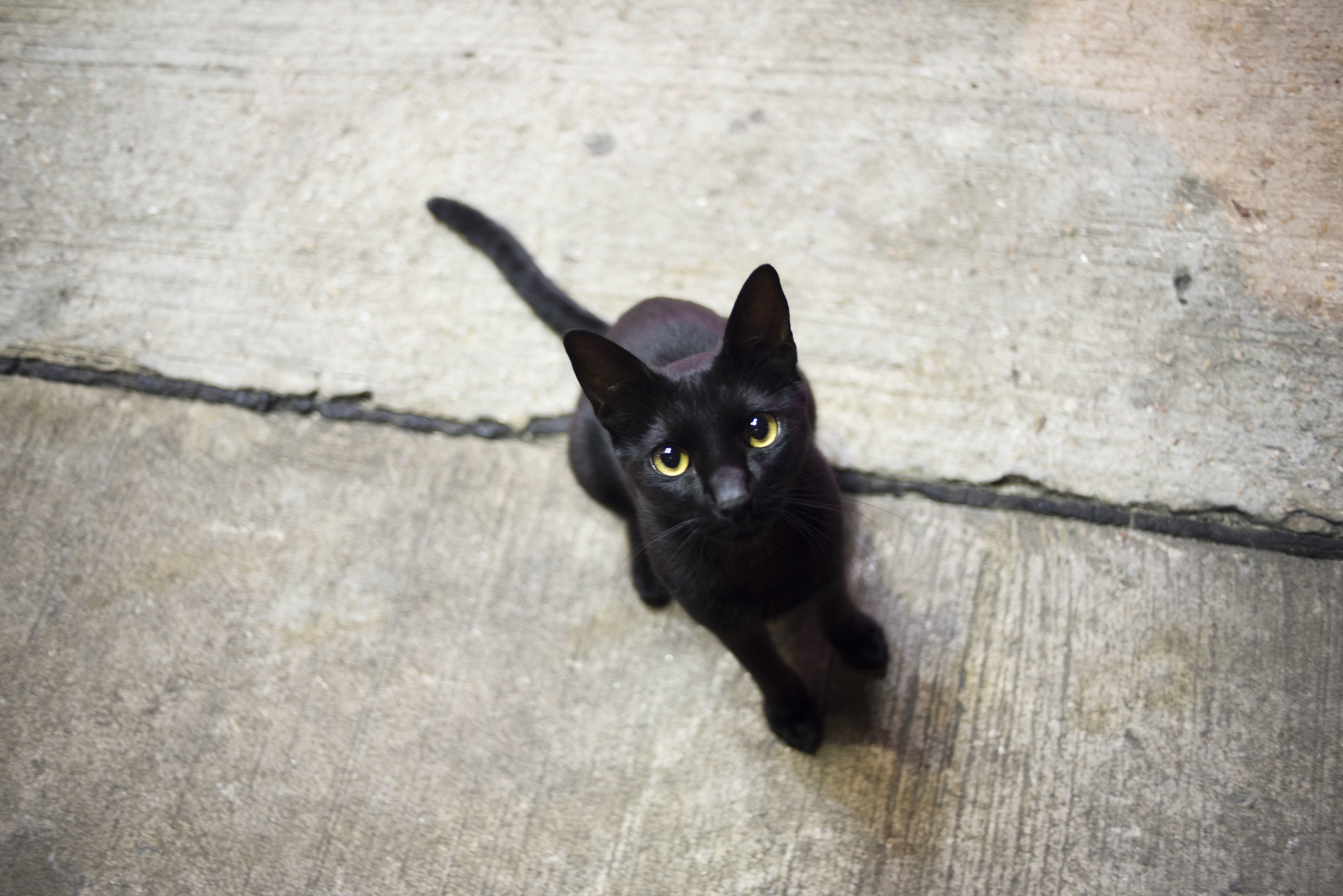 Квадробика черная кошка. Черный гладкошерстный котенок. Чёрный кот. Чёрный кот гладкошестый. Кошки маленькие черные.