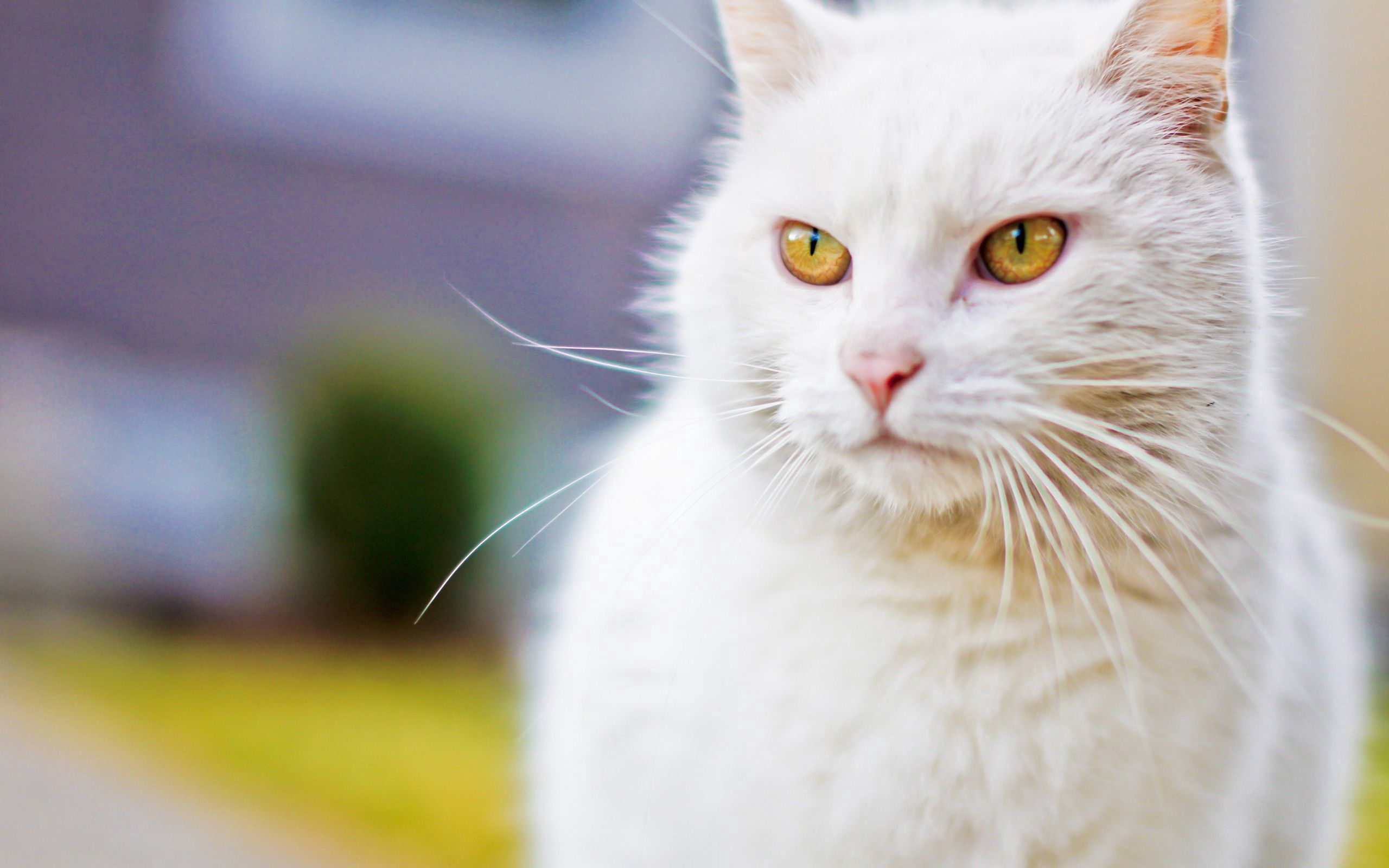 animals, white, cat, muzzle, sight, opinion Free Stock Photo