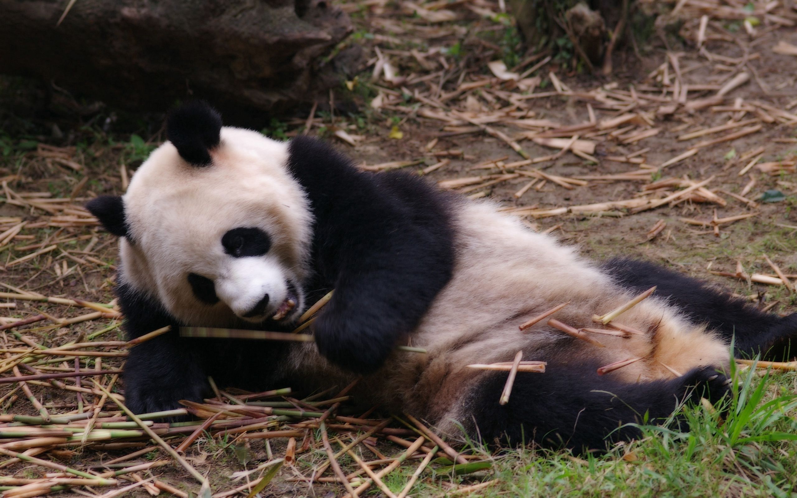 animals, branches, relaxation, rest, sleep, dream, panda Free Stock Photo