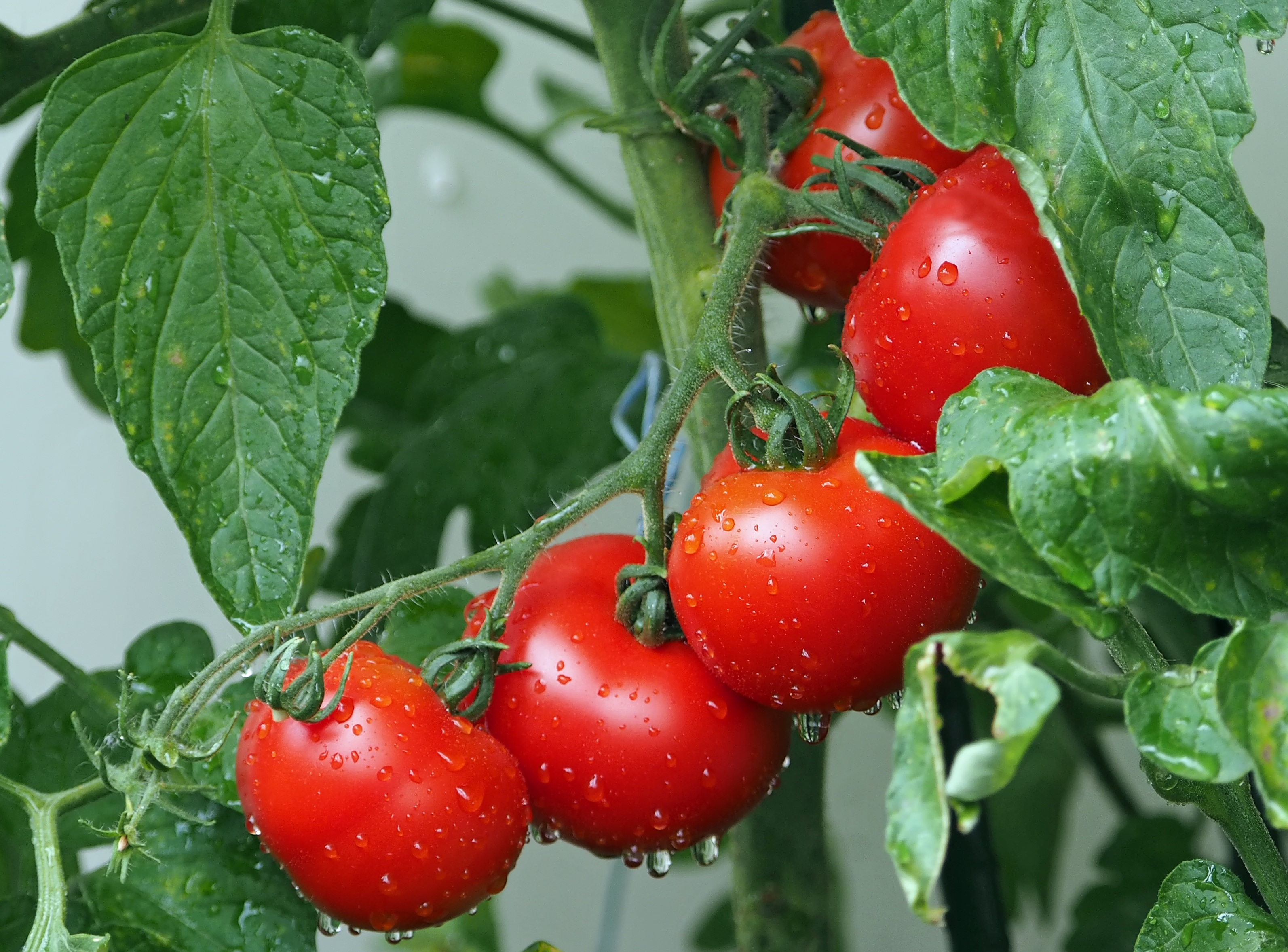 Download mobile wallpaper Branch, Food, Harvest, Tomatoes, Drops for free.