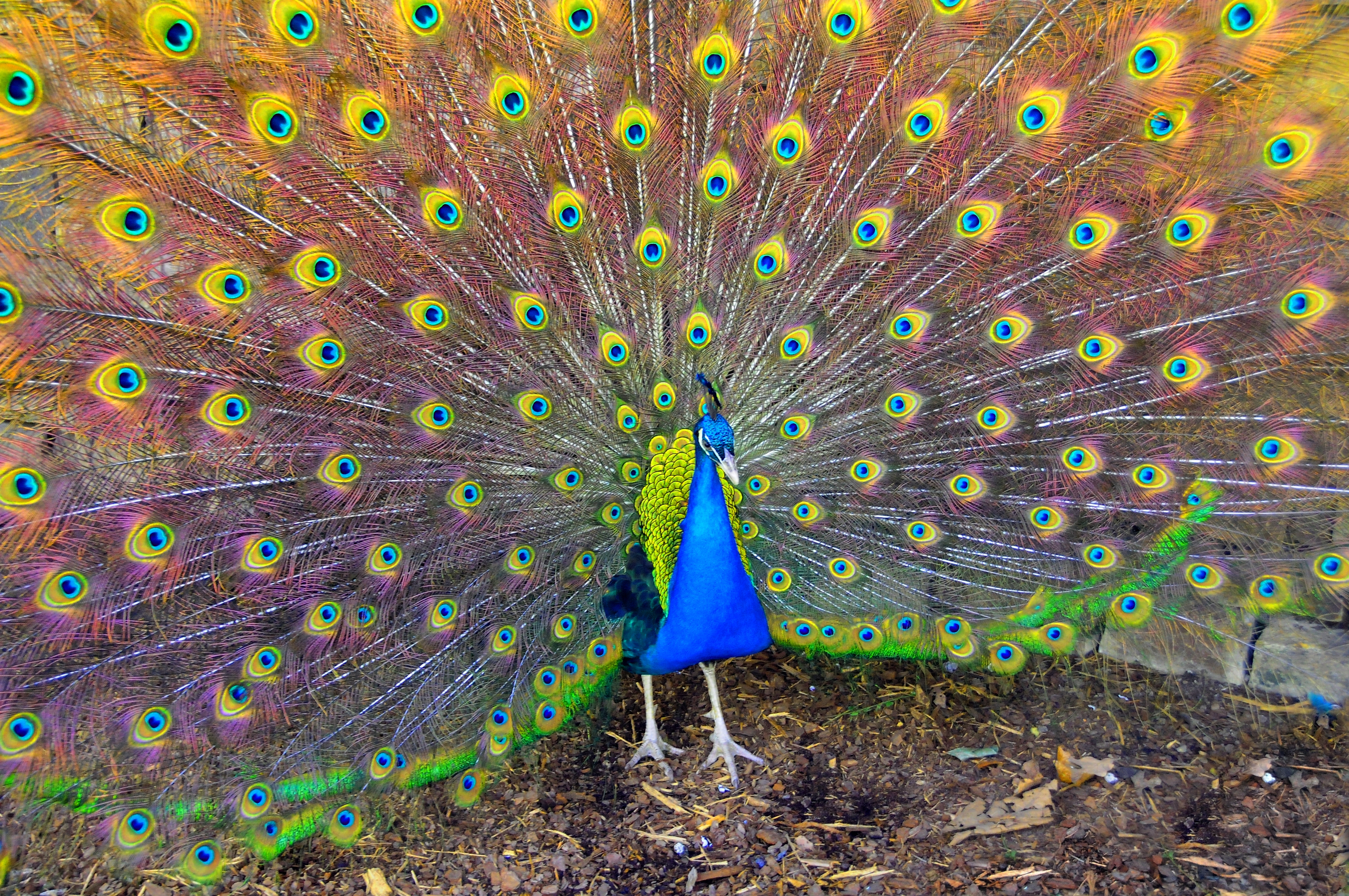 animals, peacock, beauty, bird mobile wallpaper