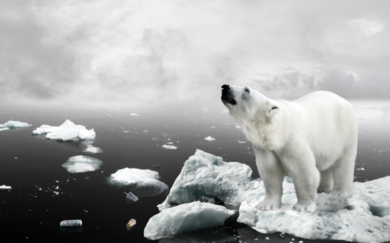 animal, polar bear HD wallpaper
