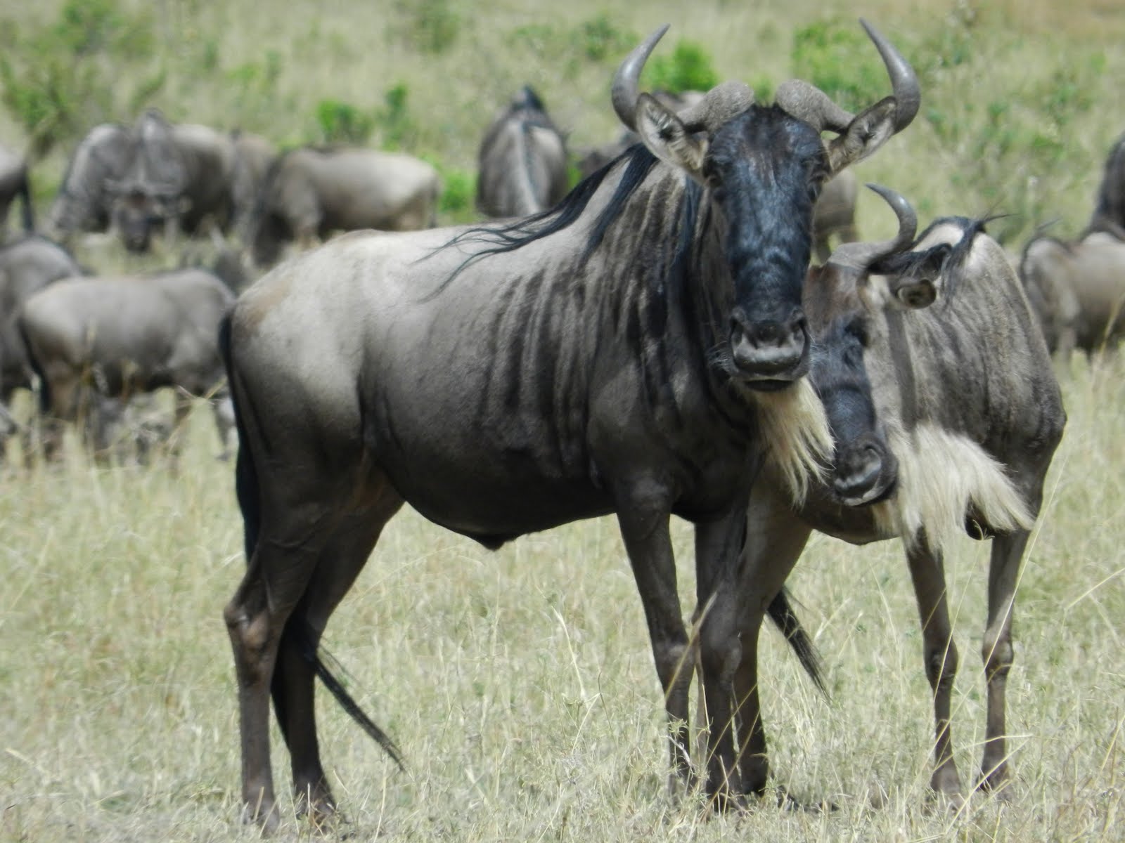 gnu, animal, wildebeest